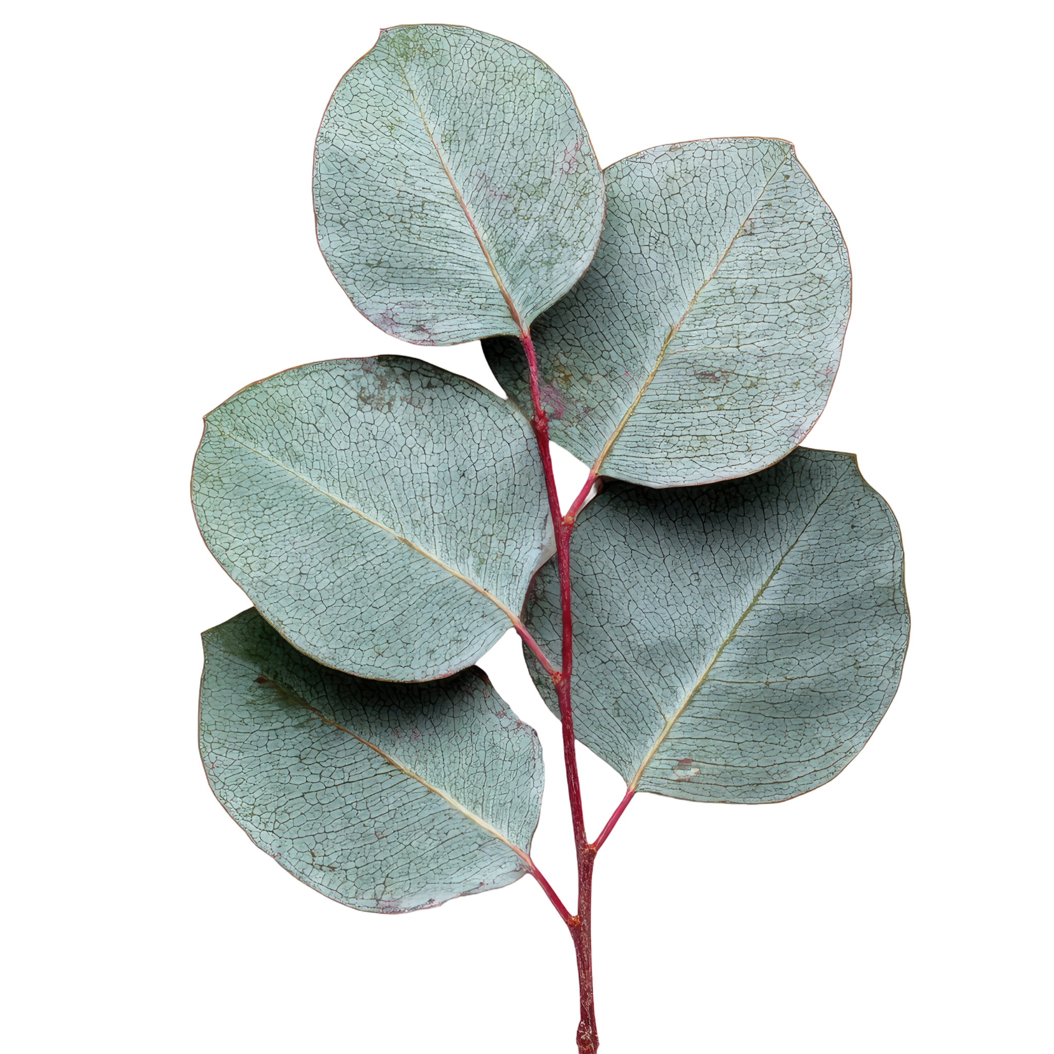 Eucalyptus Red Box Gum - Eucalyptus polyanthemos