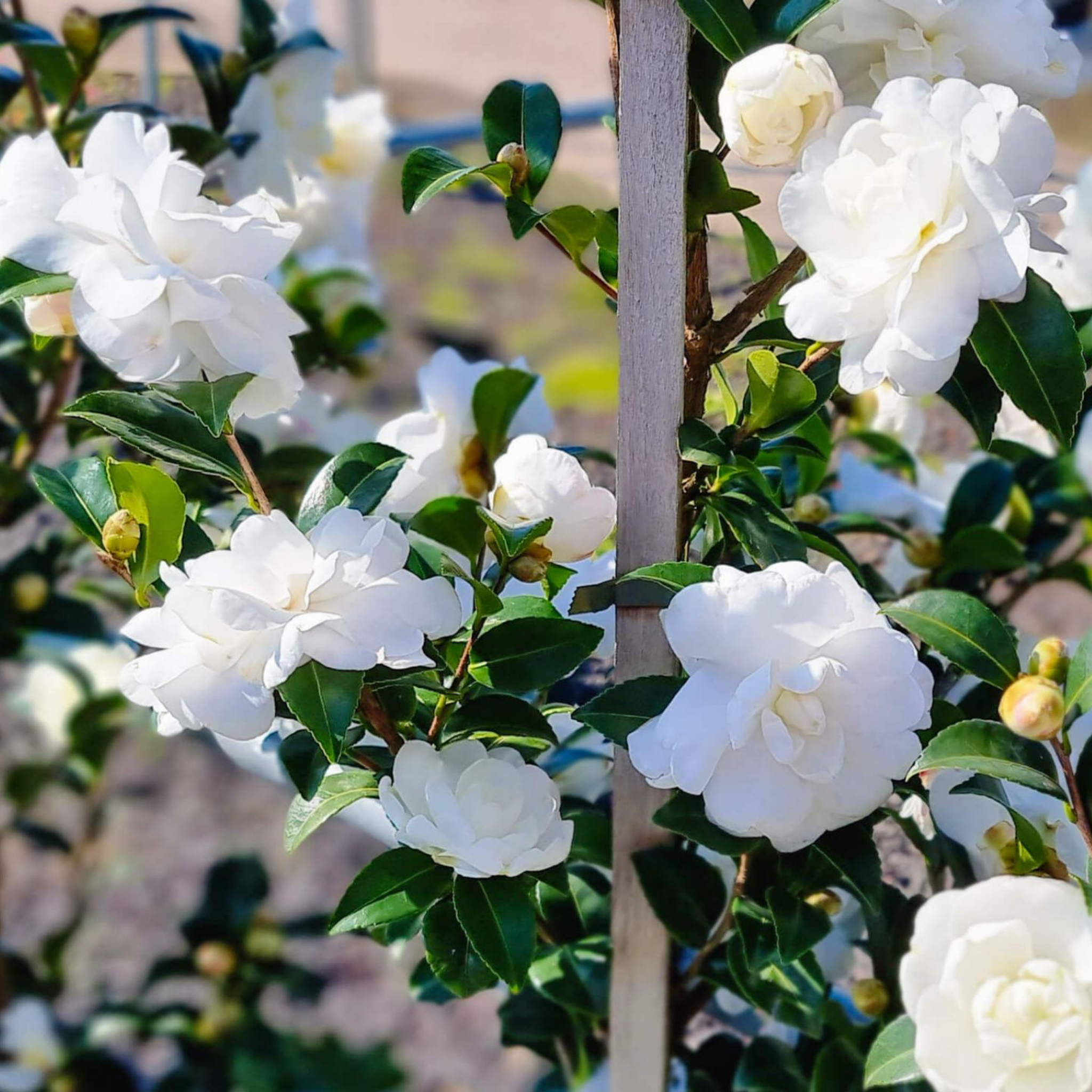 Camellia Avalanche - Camellia sasanqua Avalanche
