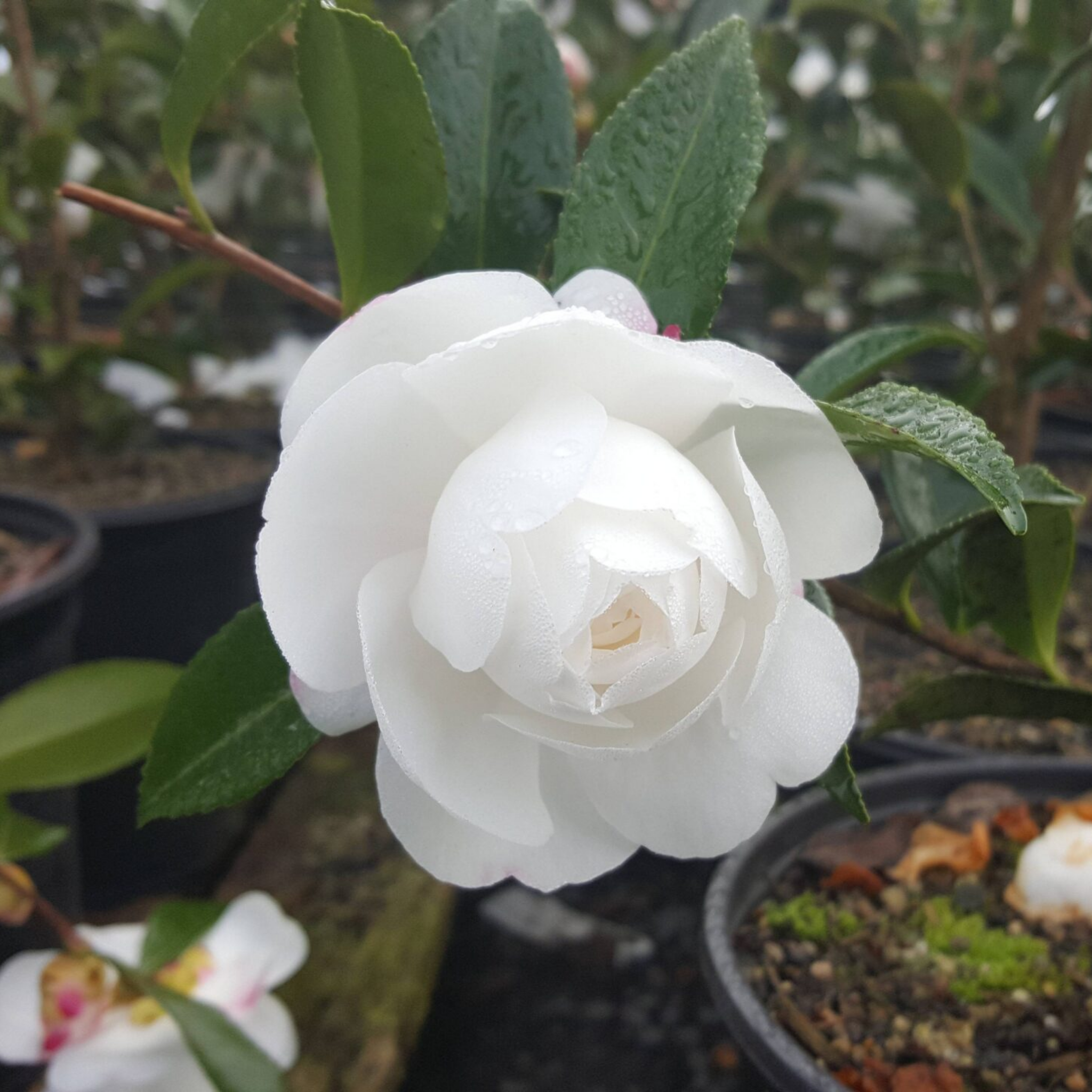 Camellia Early Pearly - Camellia sasanqua Early Pearly