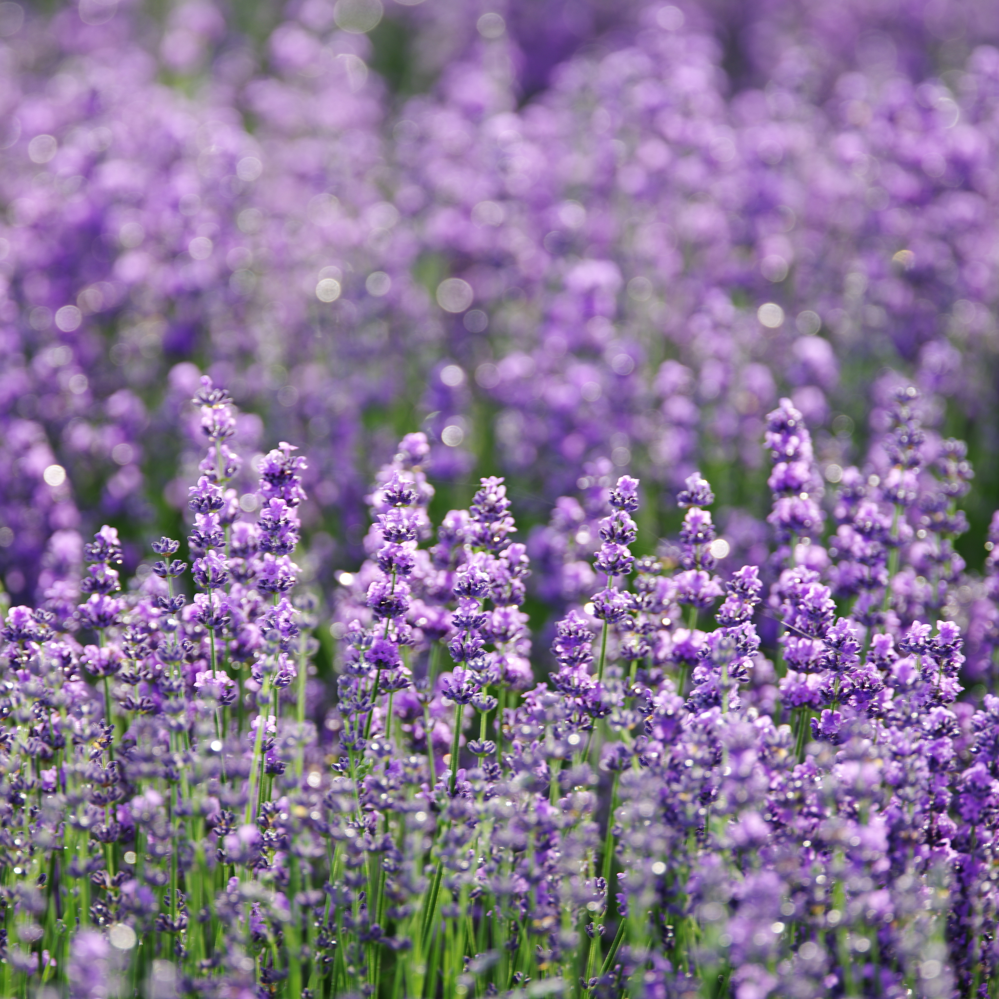 Dutch Lavender - Lavandula intermedia 'Grosso'