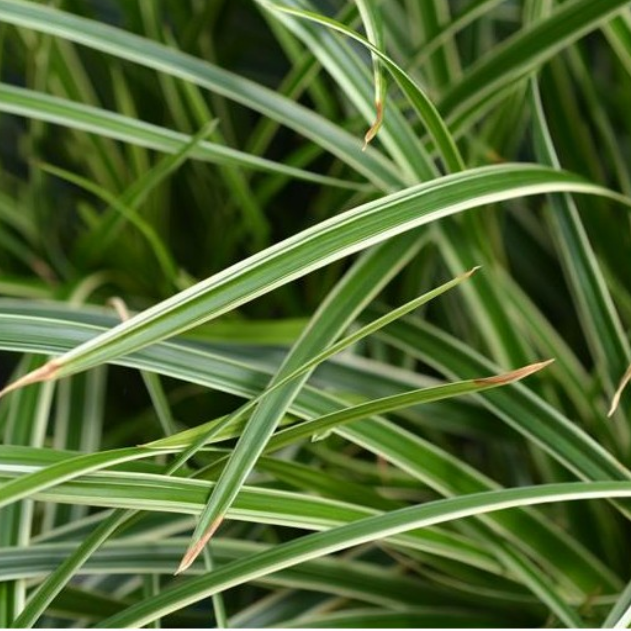 Close-up of green and white striped leaves