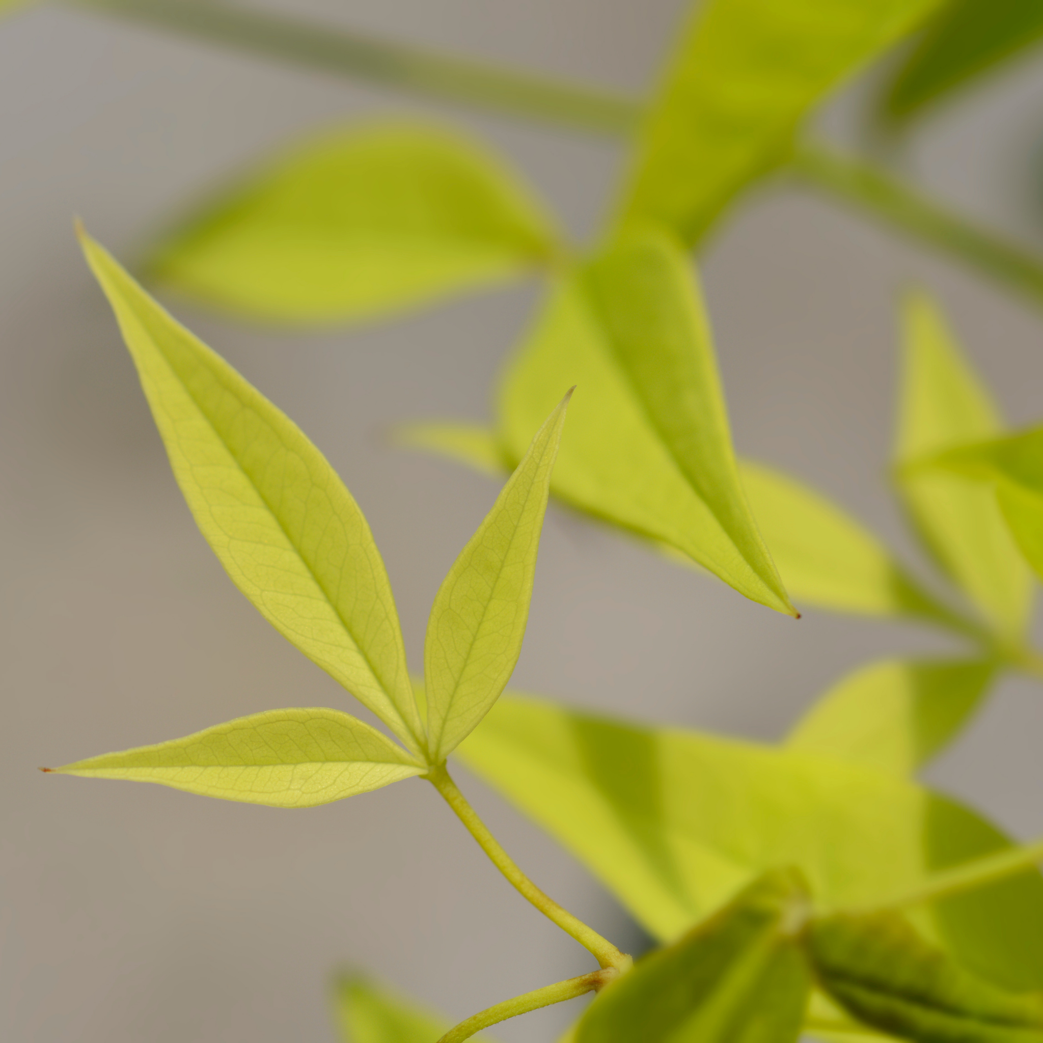 Close-up of green leaves on a blurred background