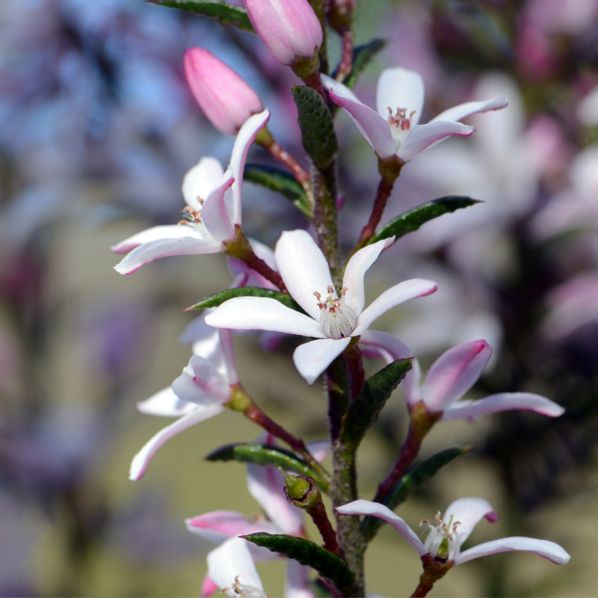 Long Leaf Wax Flower Profusion - Philotheca myoporoides Profusion