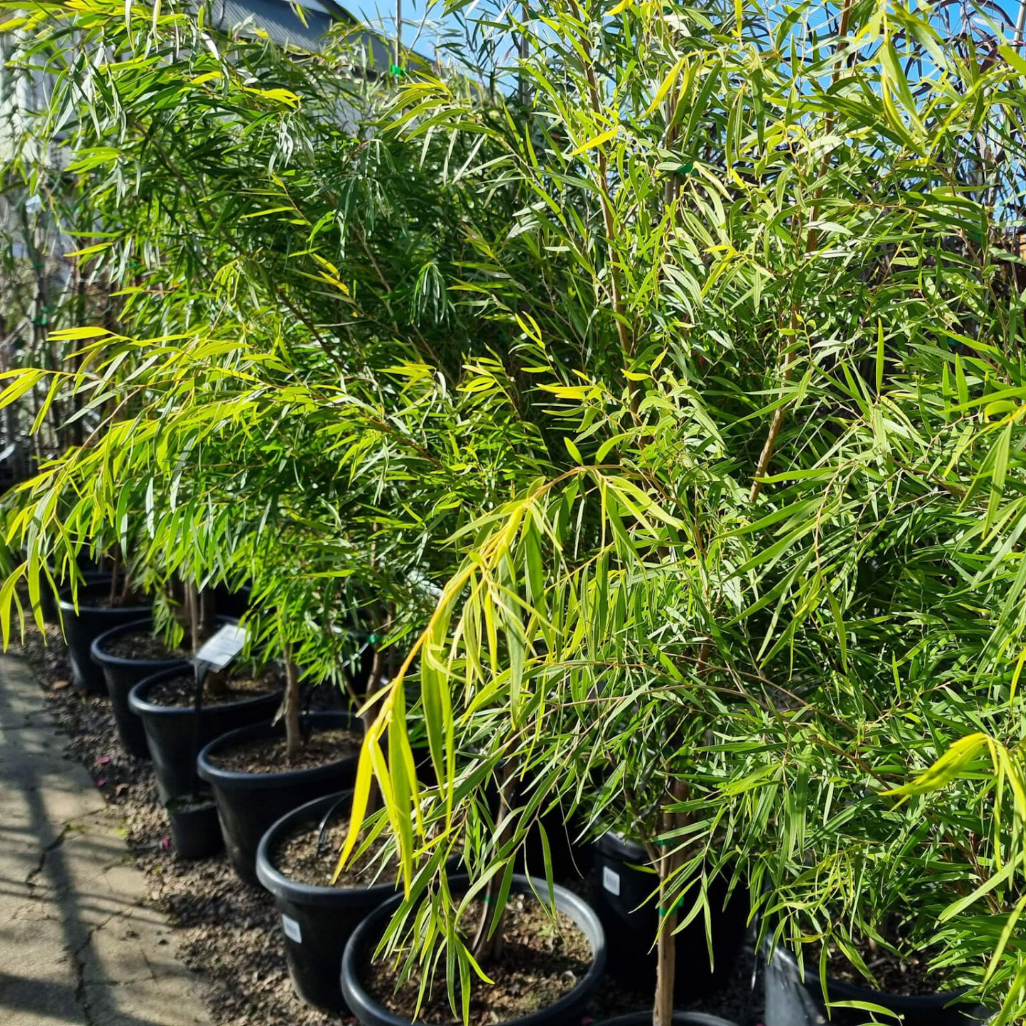 Row of potted plants with green leaves in a garden setting