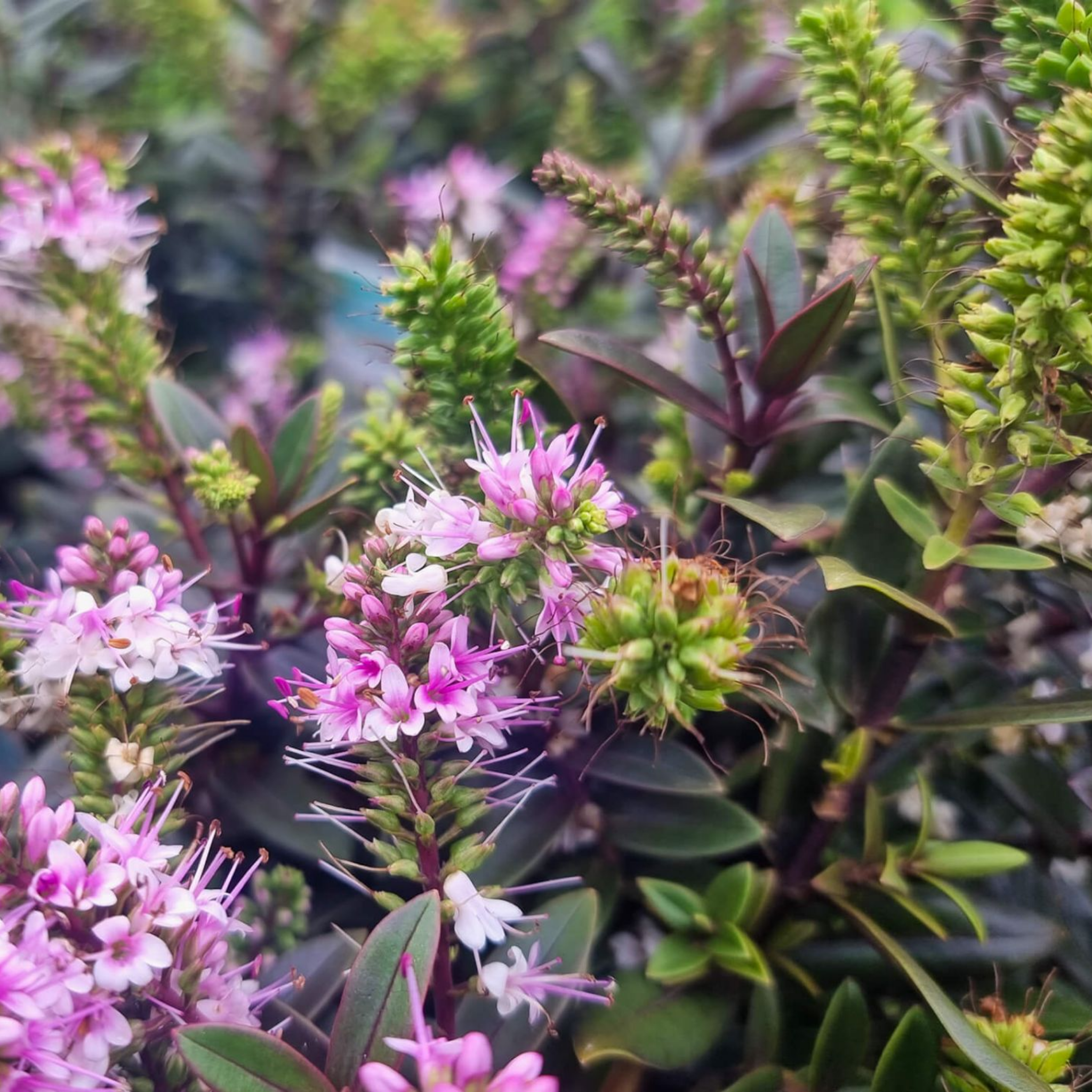 Shrubby Veronica Surf Wipeout - Hebe hybrida 'Surf Wipeout'