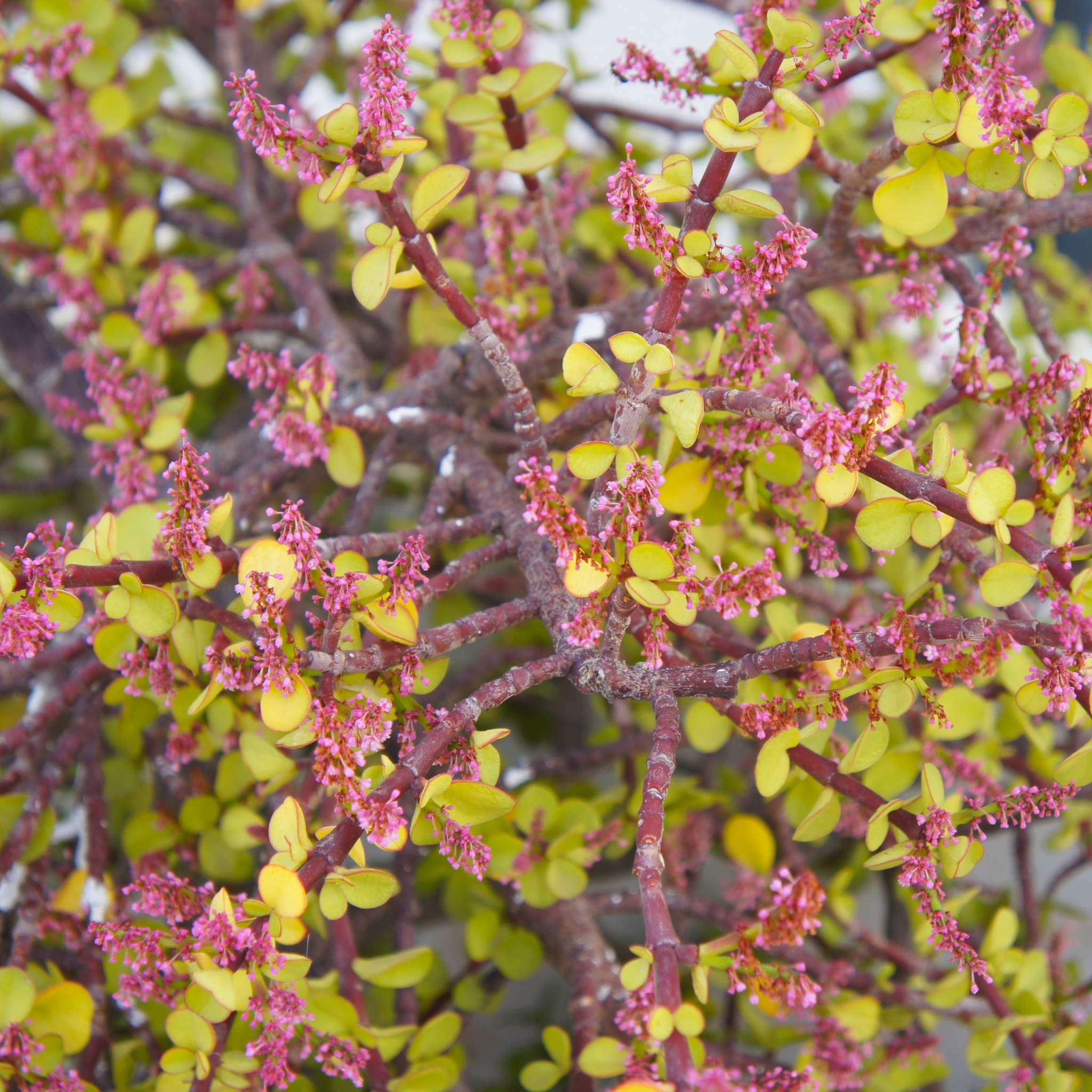 Close-up of a plant with pink flowers and green leaves