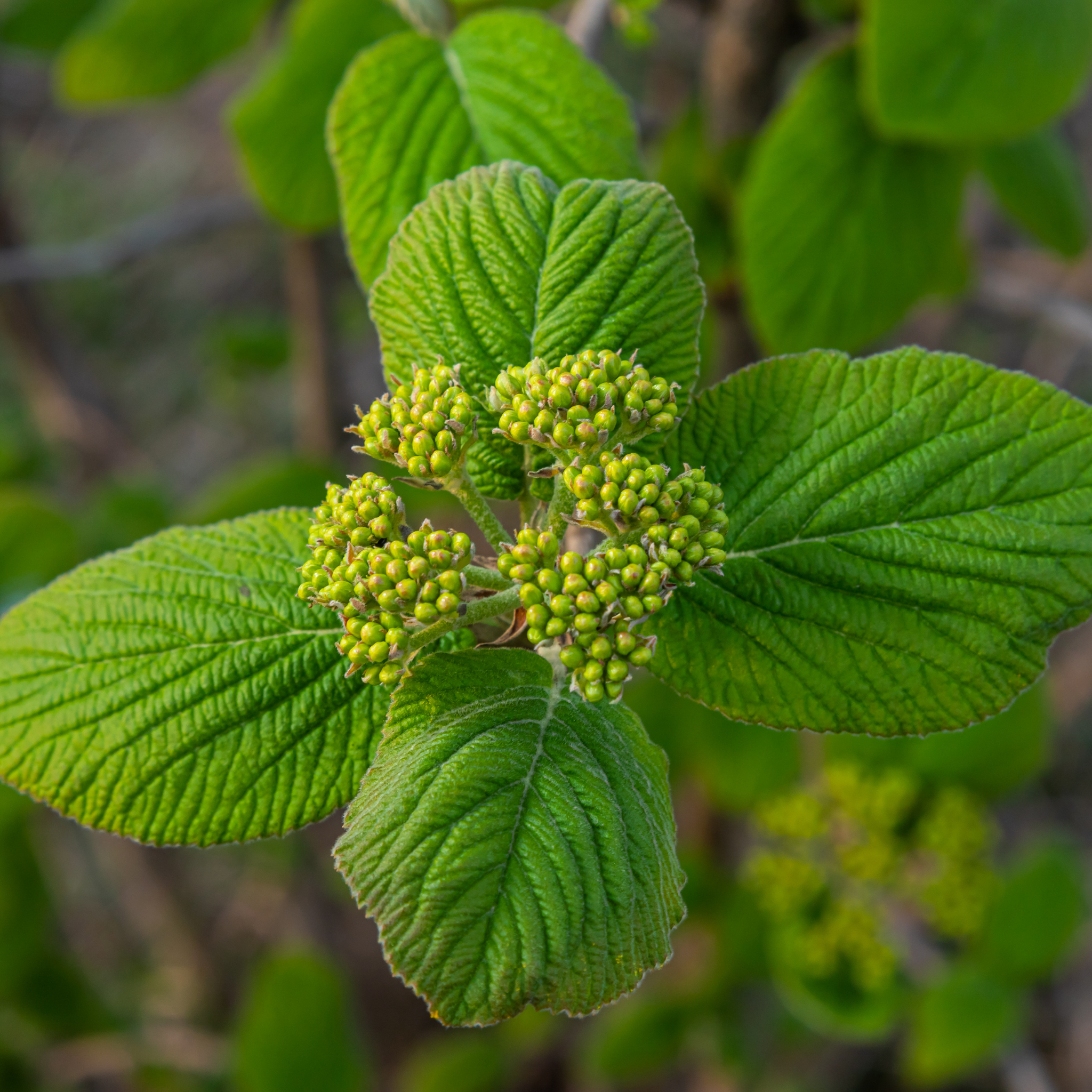 Viburnum plicatum Japanese snowball - Viburnum plicatum tomentosum Mariesii