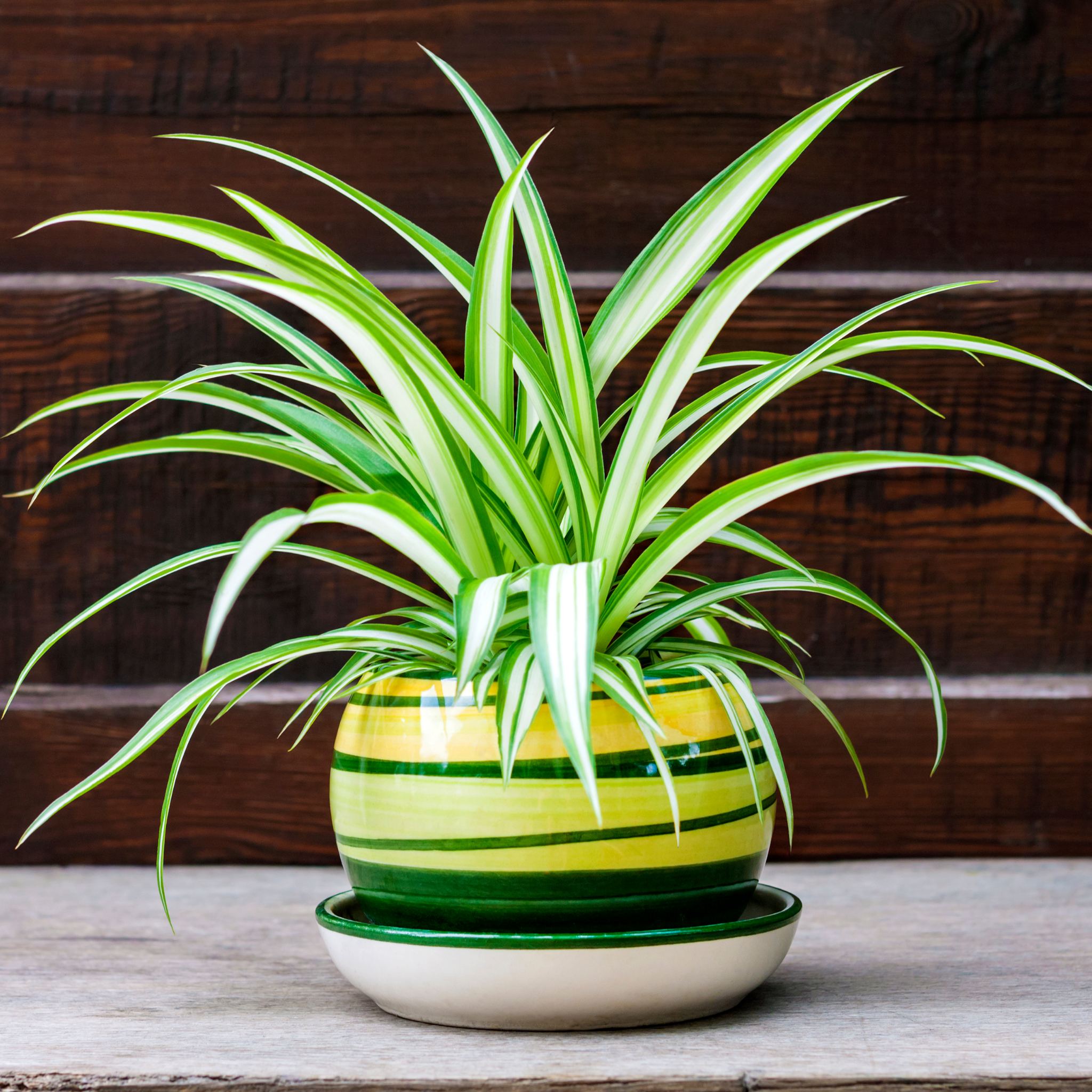 Potted spider plant in a striped pot on a wooden surface with a wooden background