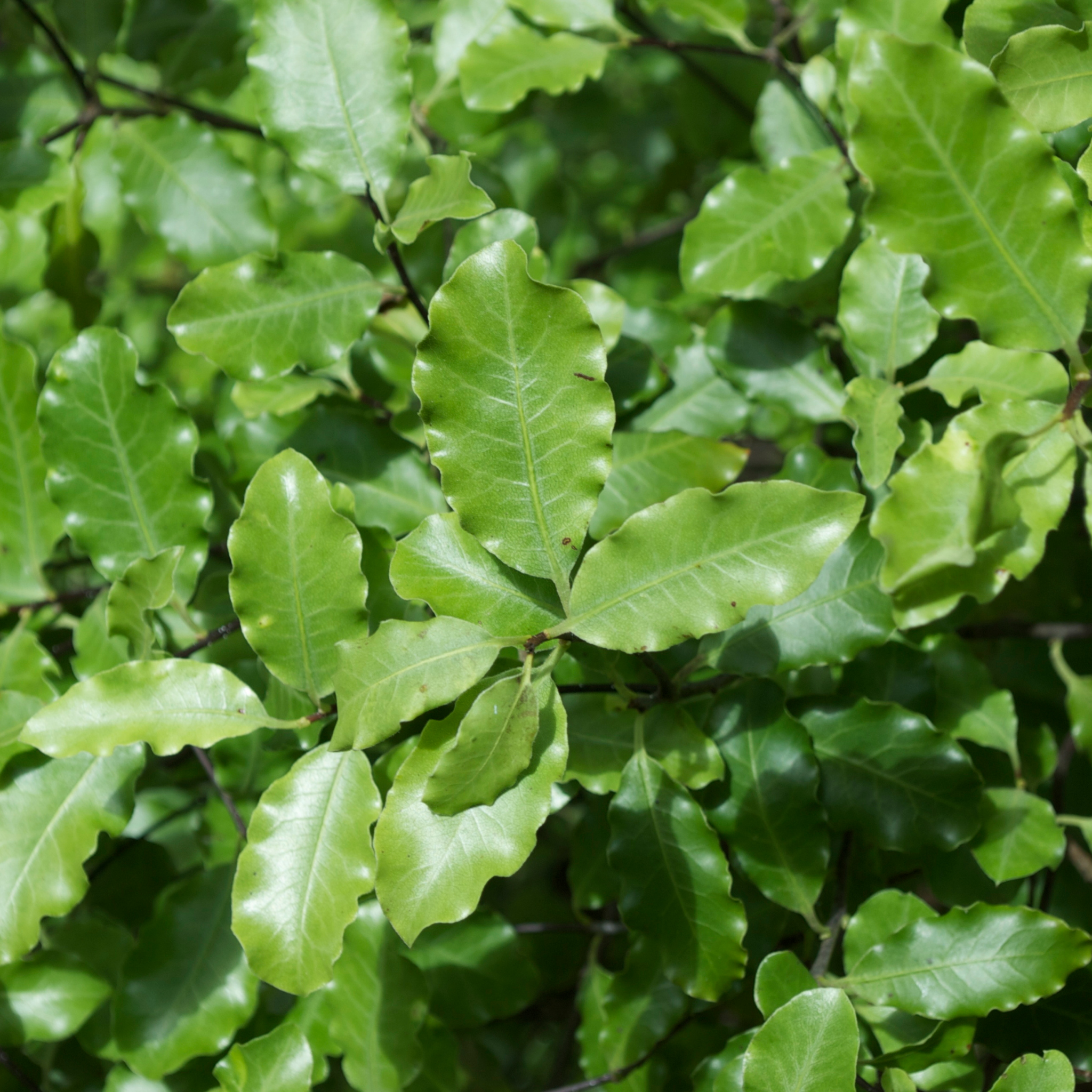 Close-up of green leaves on a tree