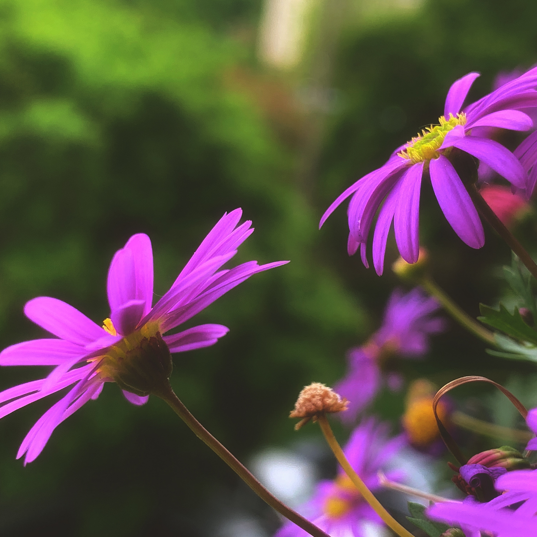 Cut Leaf Daisy Break O Day - Brachyscome multifida Break O Day