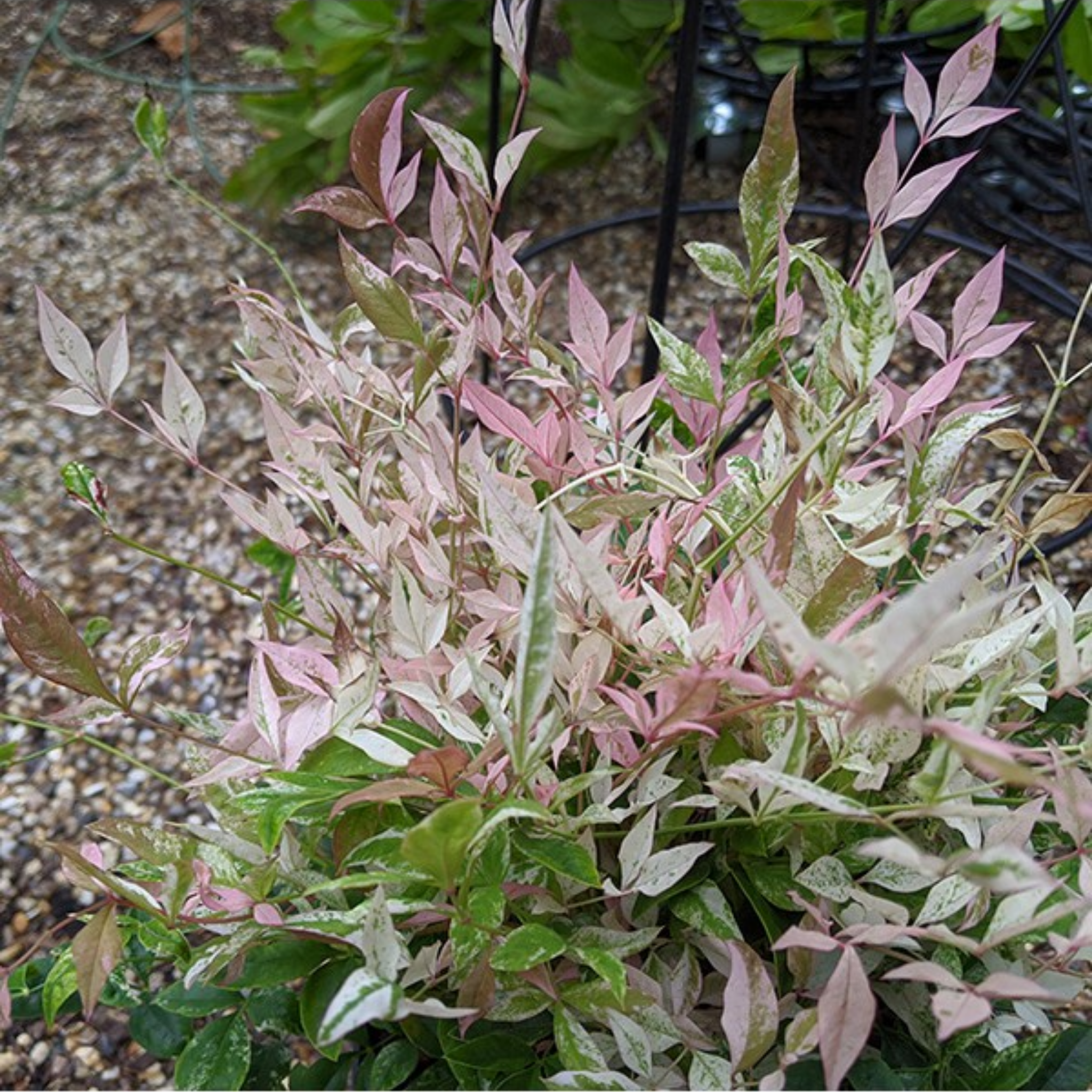 Nandina Twilight - Nandina domestica Twilight