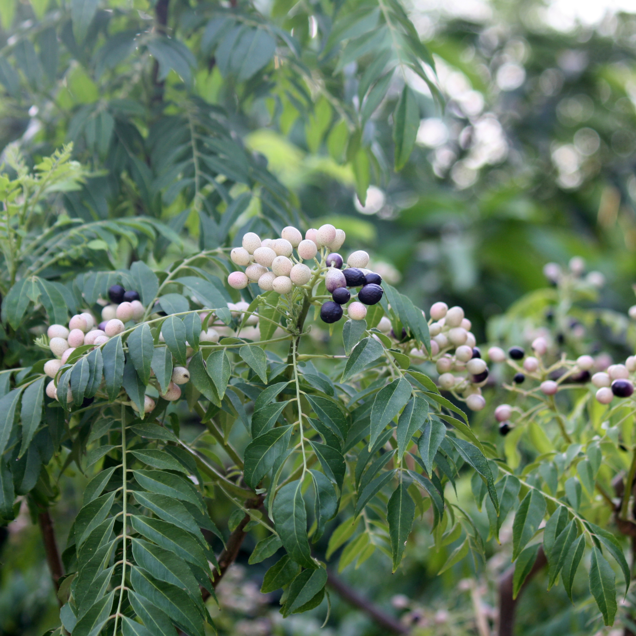 Curry Tree - Murraya koenigii