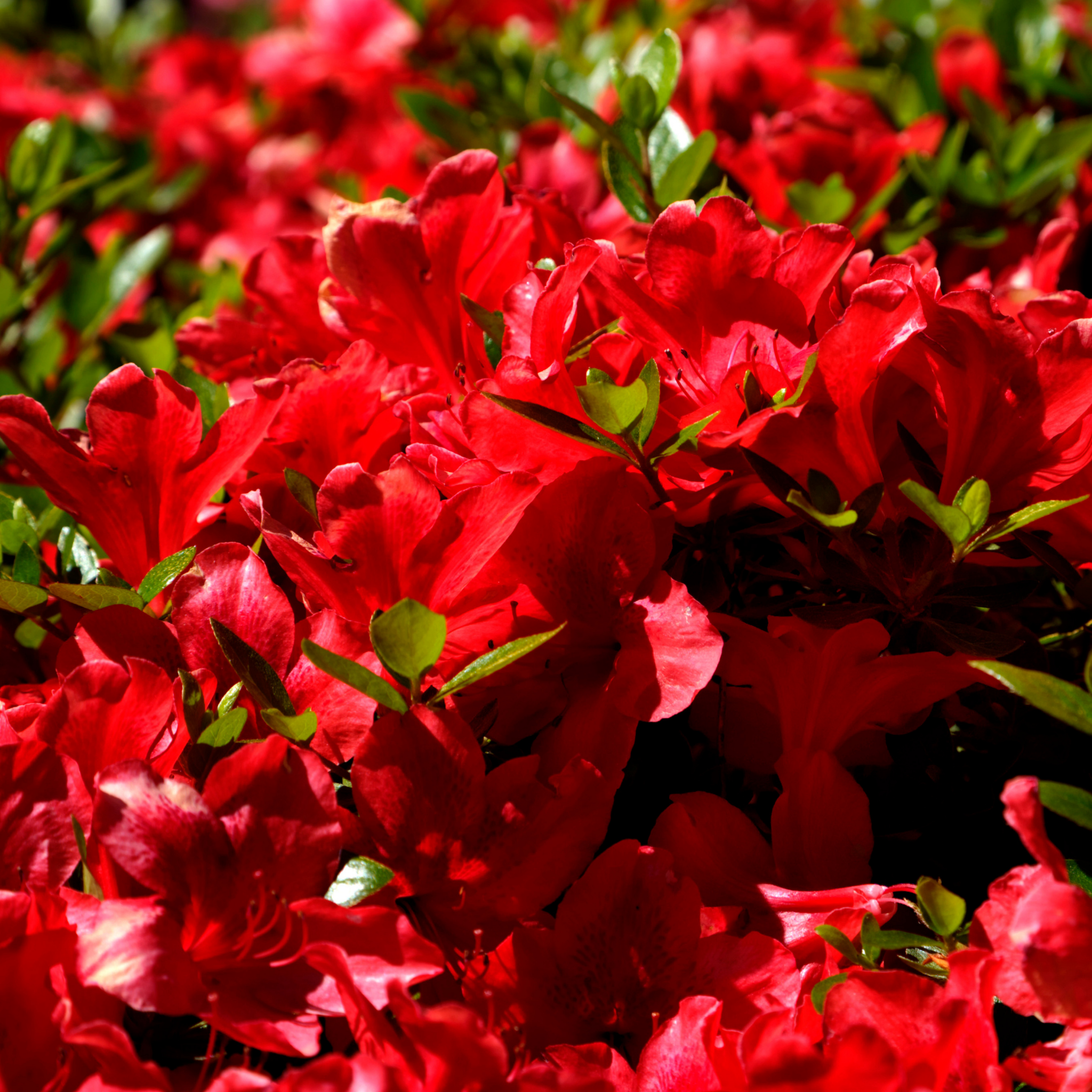 Close-up of vibrant red flowers with green leaves
