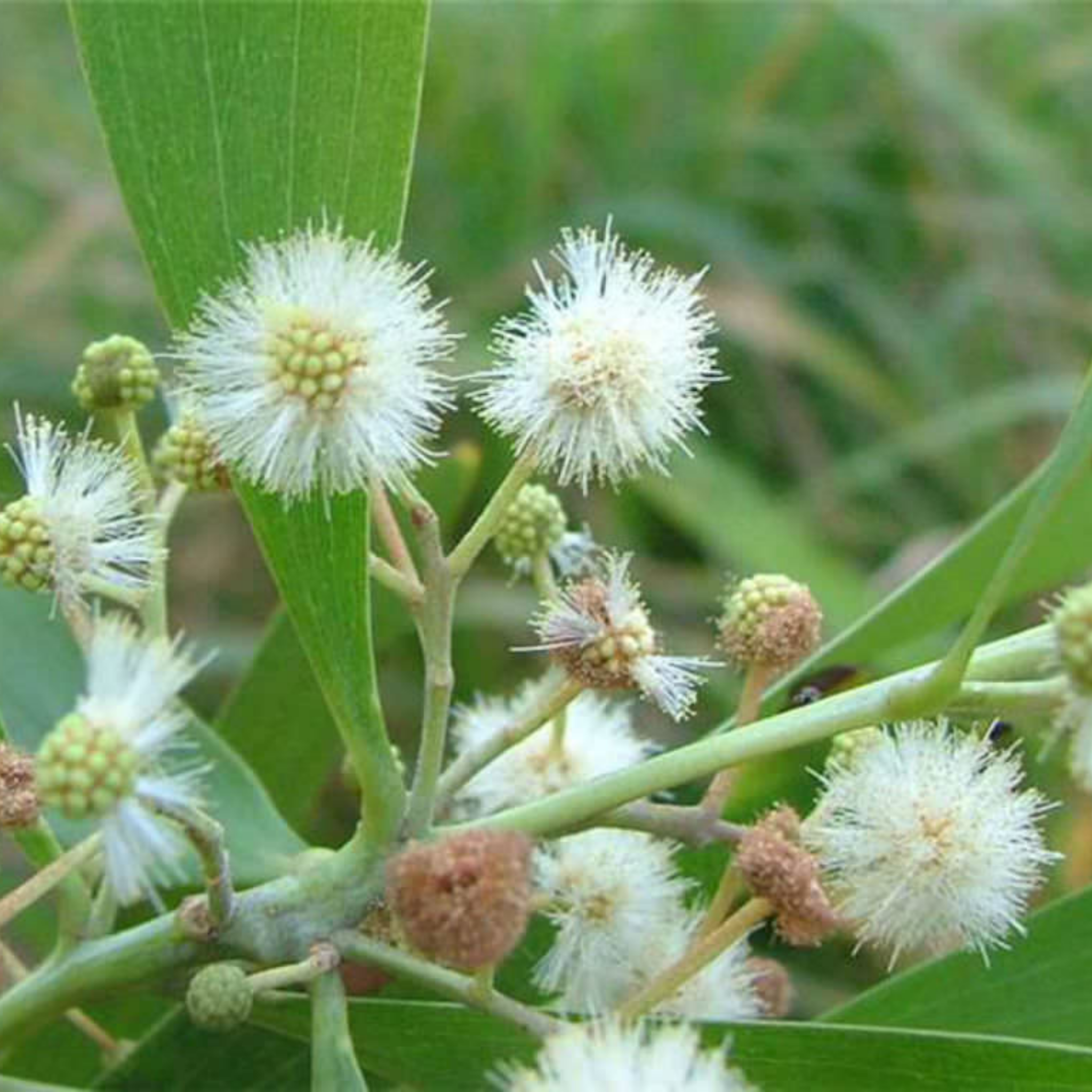 Close-up of a branch with white flowers and green leaves