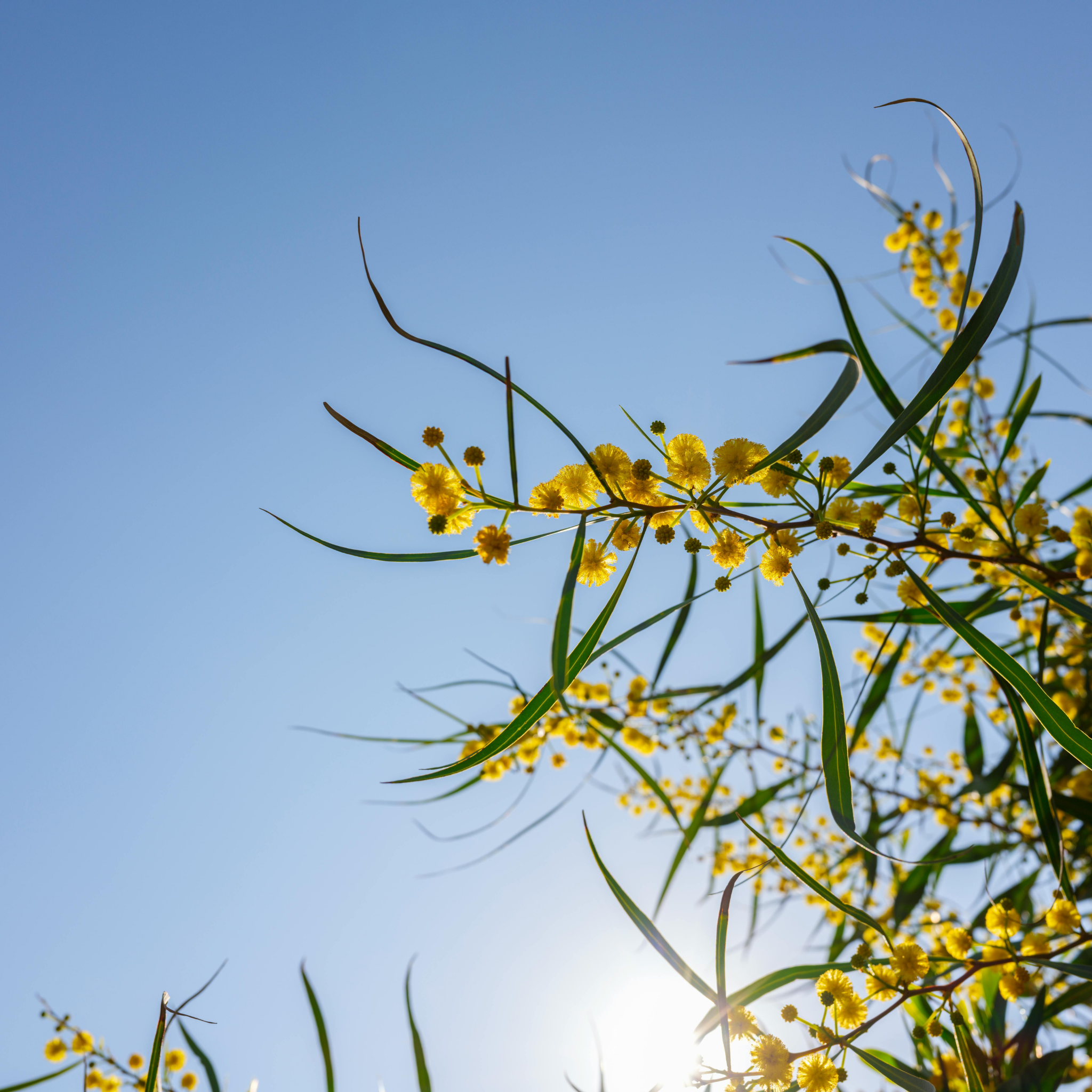 Acacia Golden Wattle - Acacia pycnantha