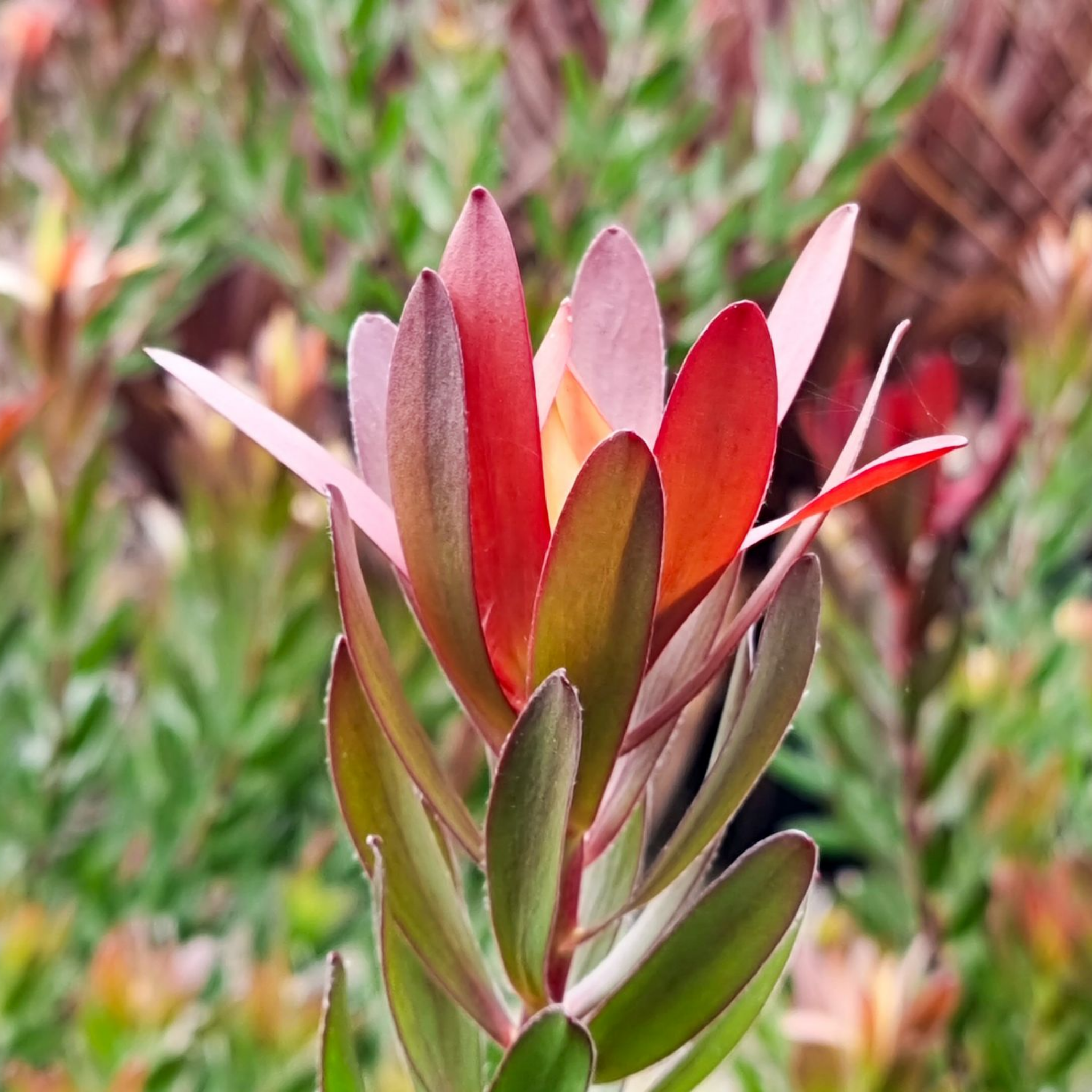 Safari Sunset Conebush - Leucadendron laureolum Safari Sunset