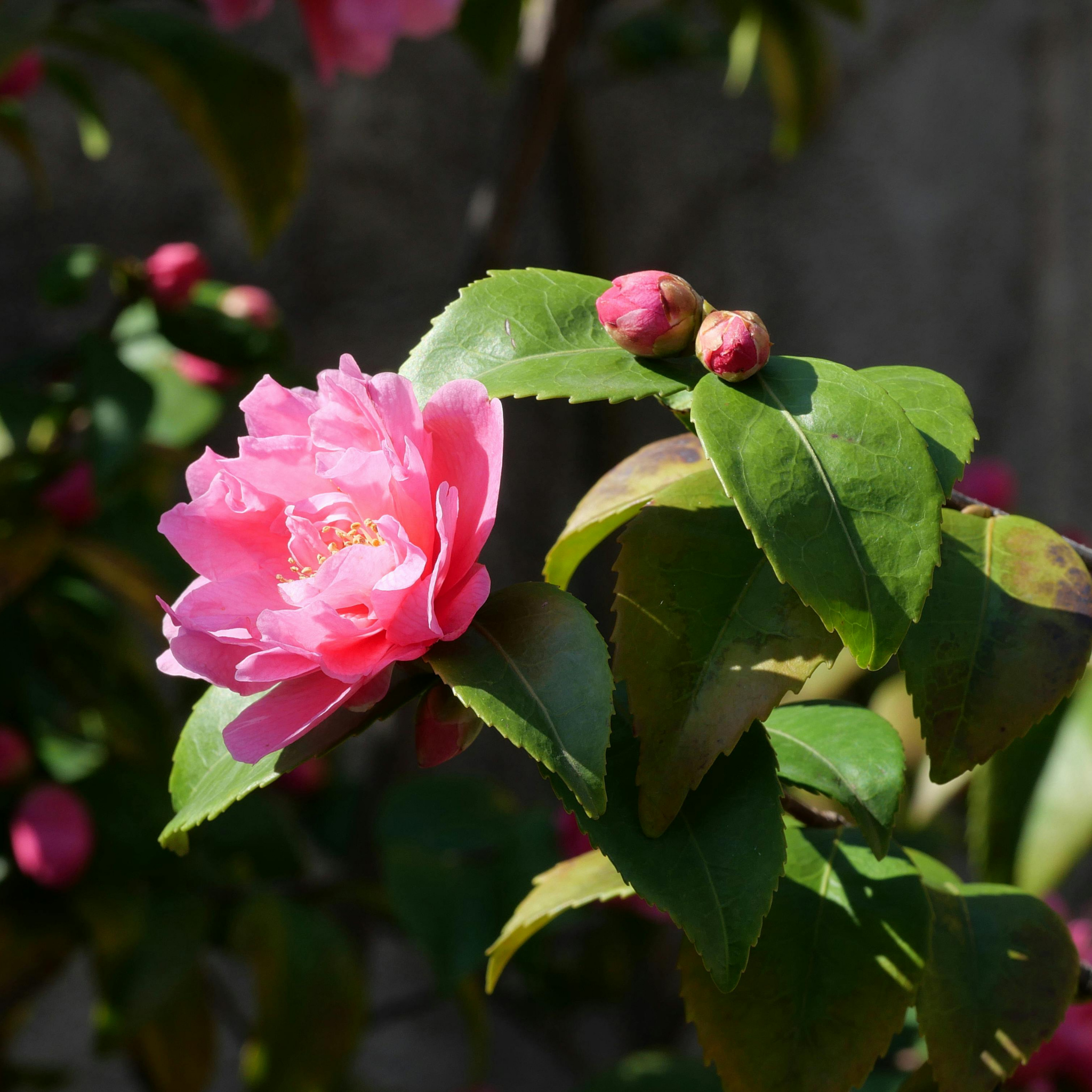 Pink flower with green leaves on a blurred natural background