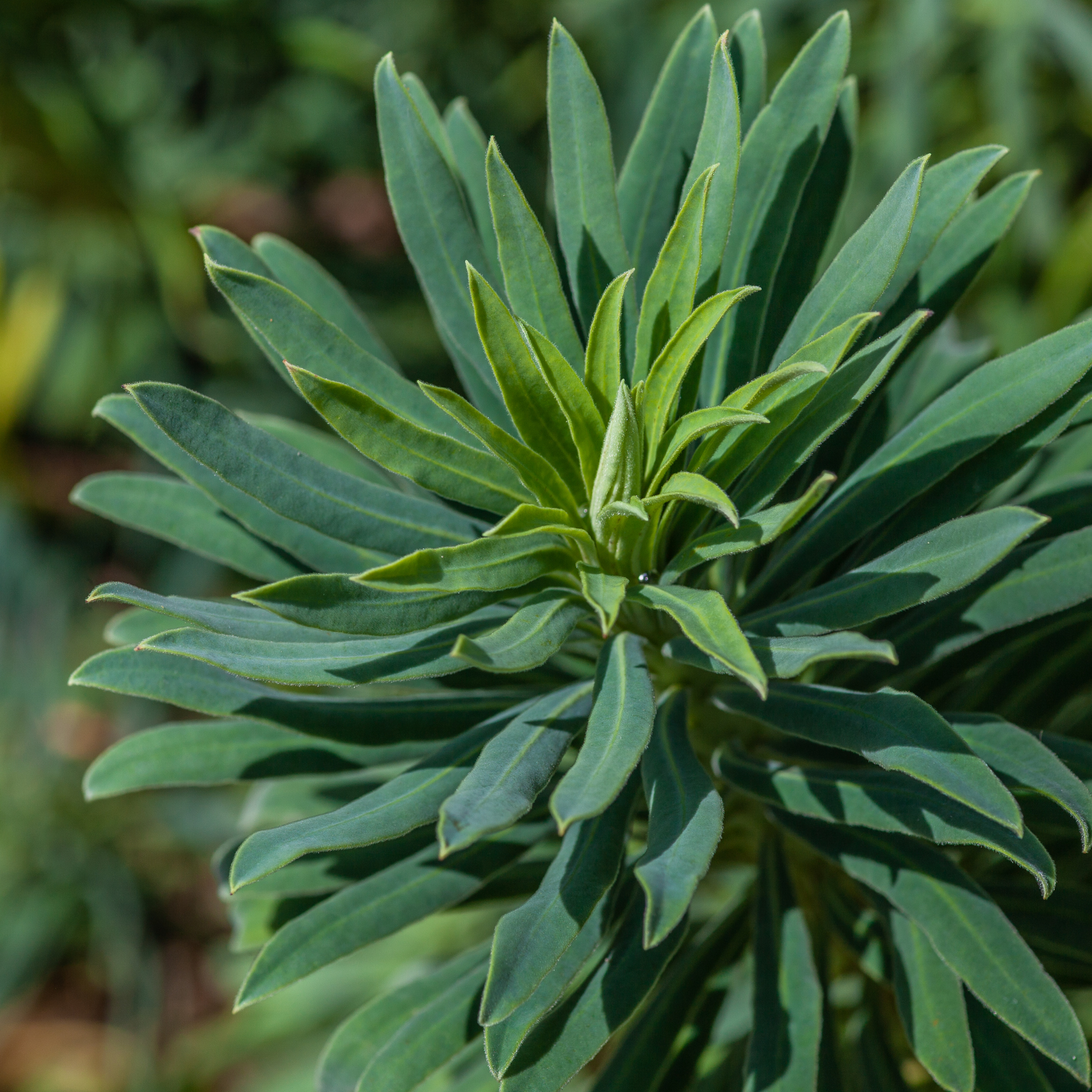Mediterranean Spurge - Euphorbia characias wulfenii