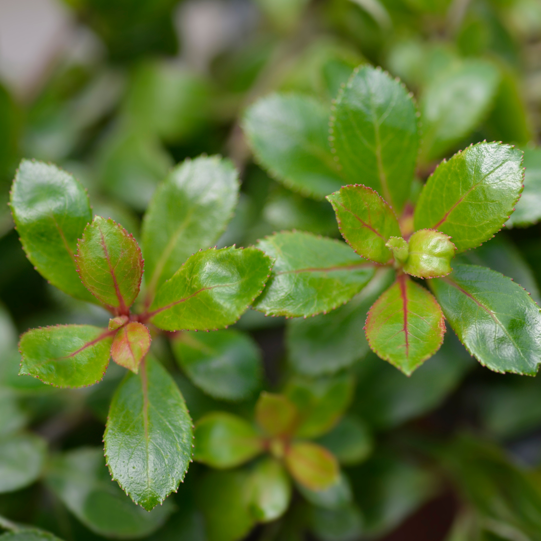 White Escallonia - Escallonia bifida exoniensis Iveyi