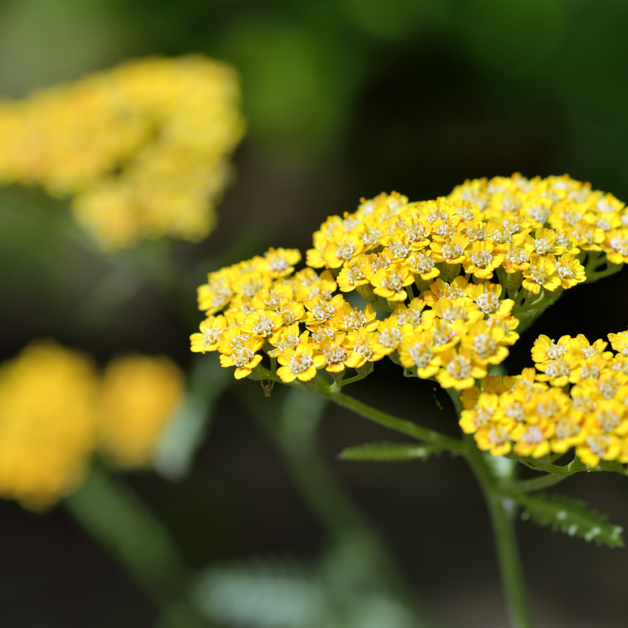 Ornamental Yarrow - Achillea clypeolata