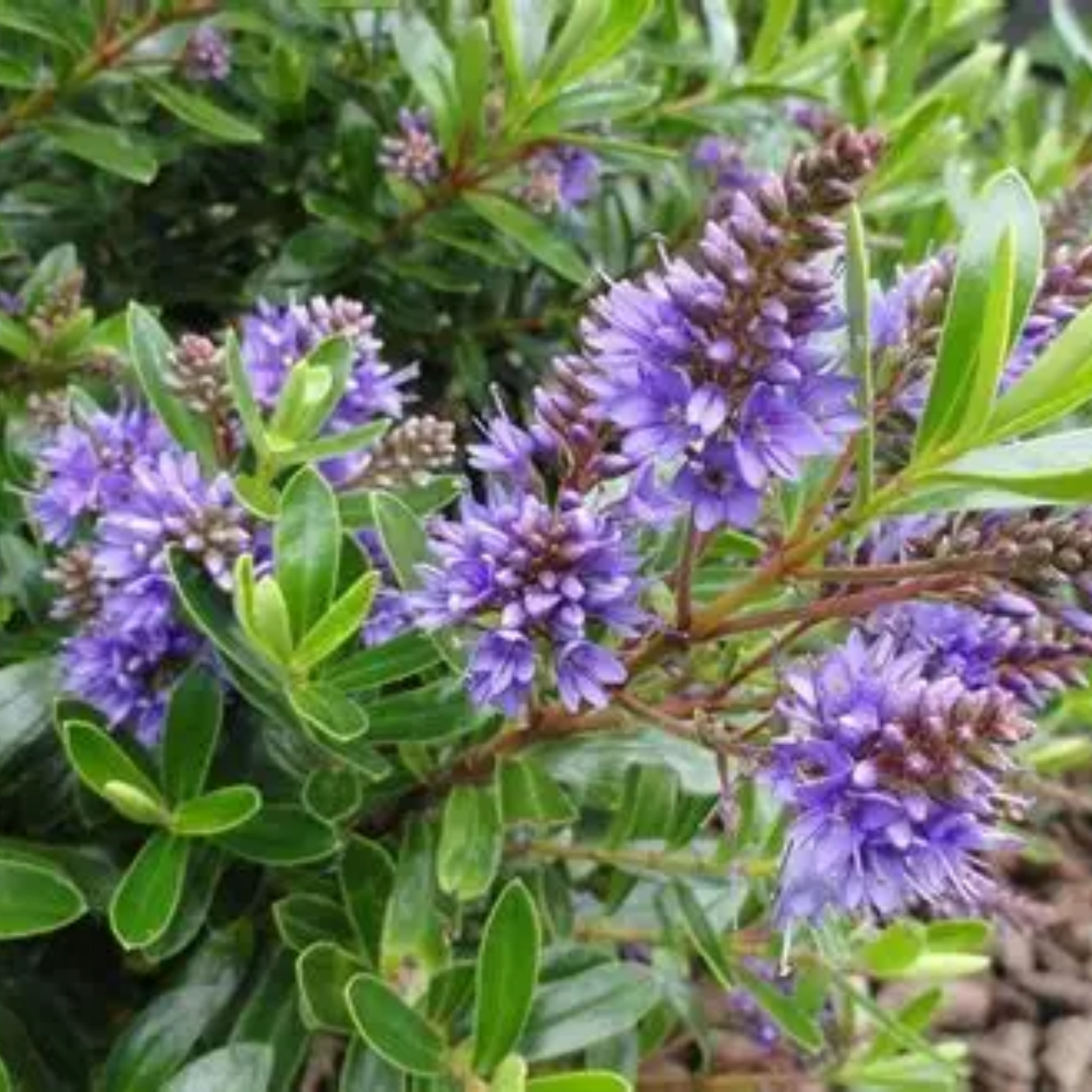 Hebe hybrida Heebie Jeebies