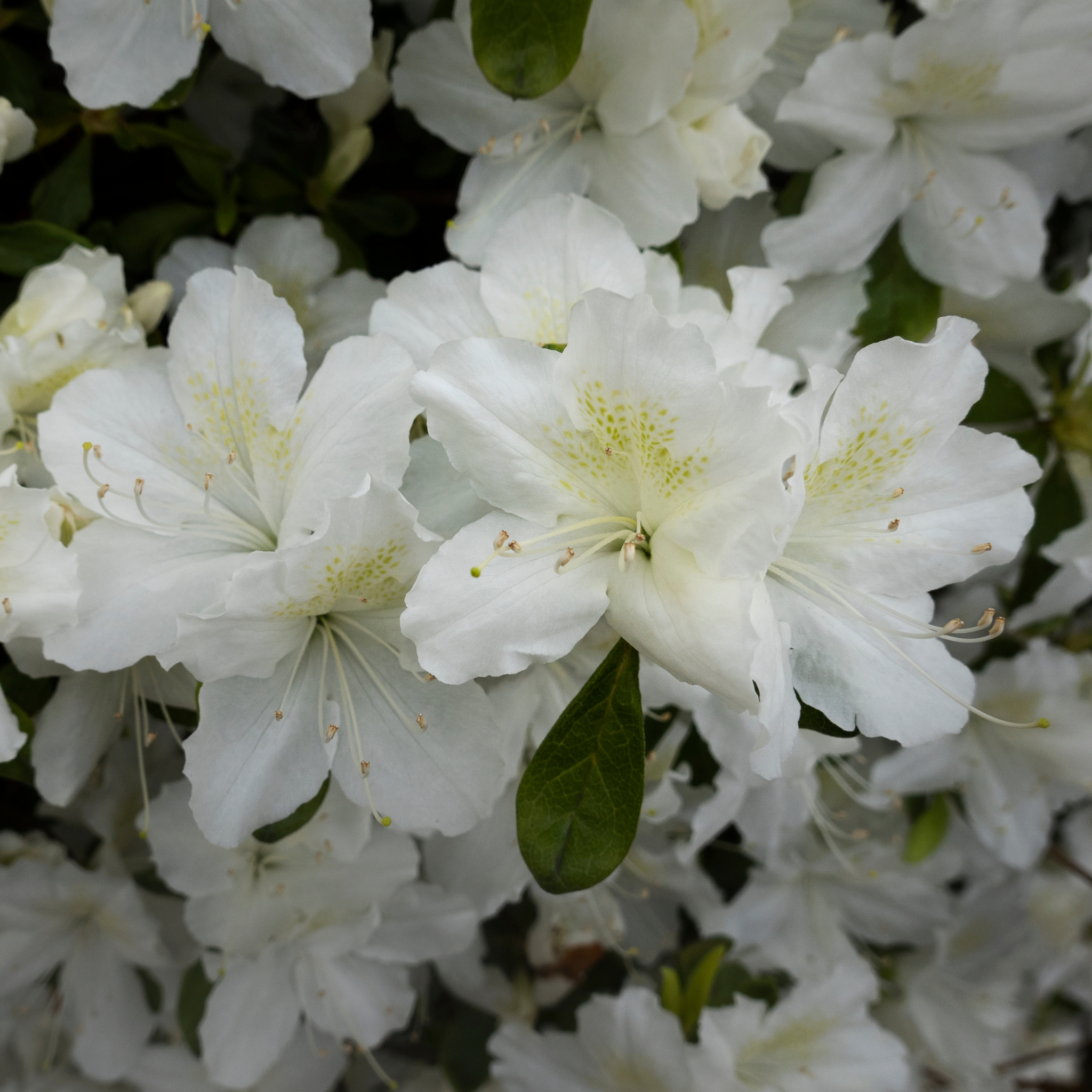 Close-up of white flowers with green leaves