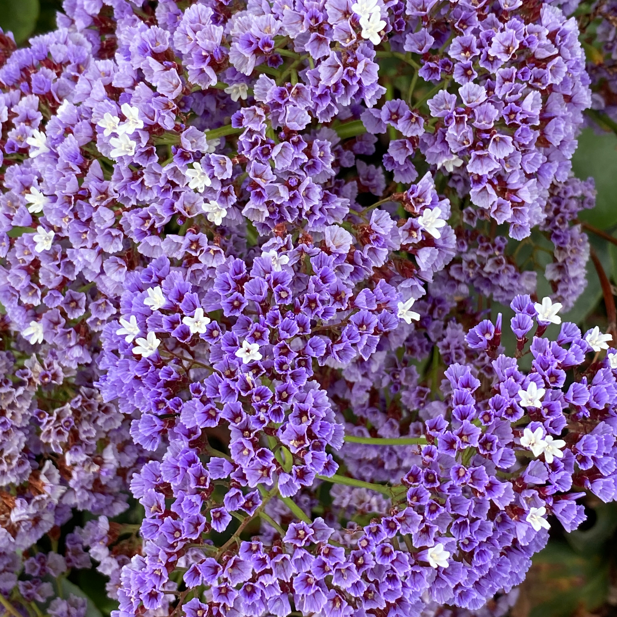 Sea Lavender - Limonium perezii