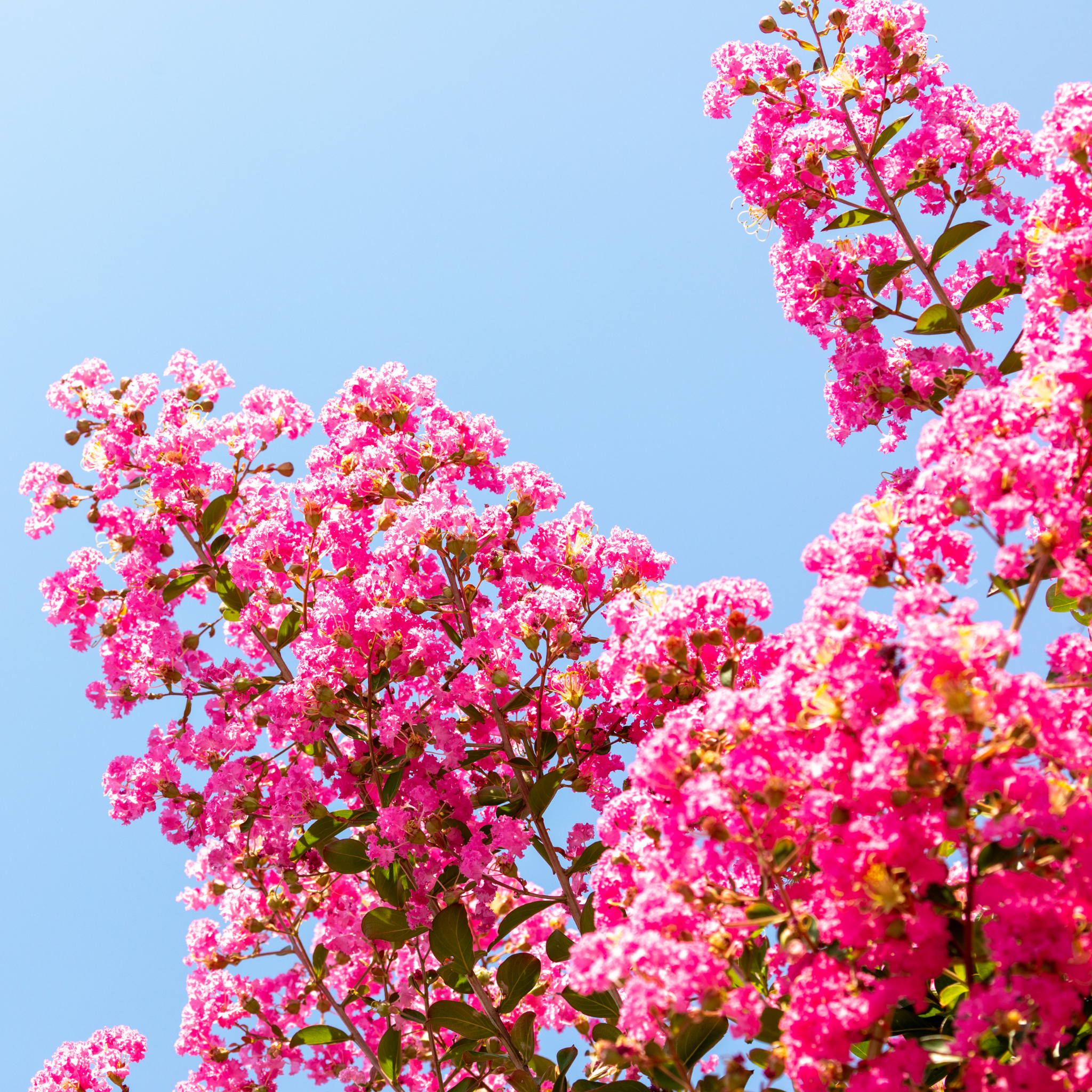 Hot Pink Crepe Myrtle - Lagerstroemia indica fauriei Sioux