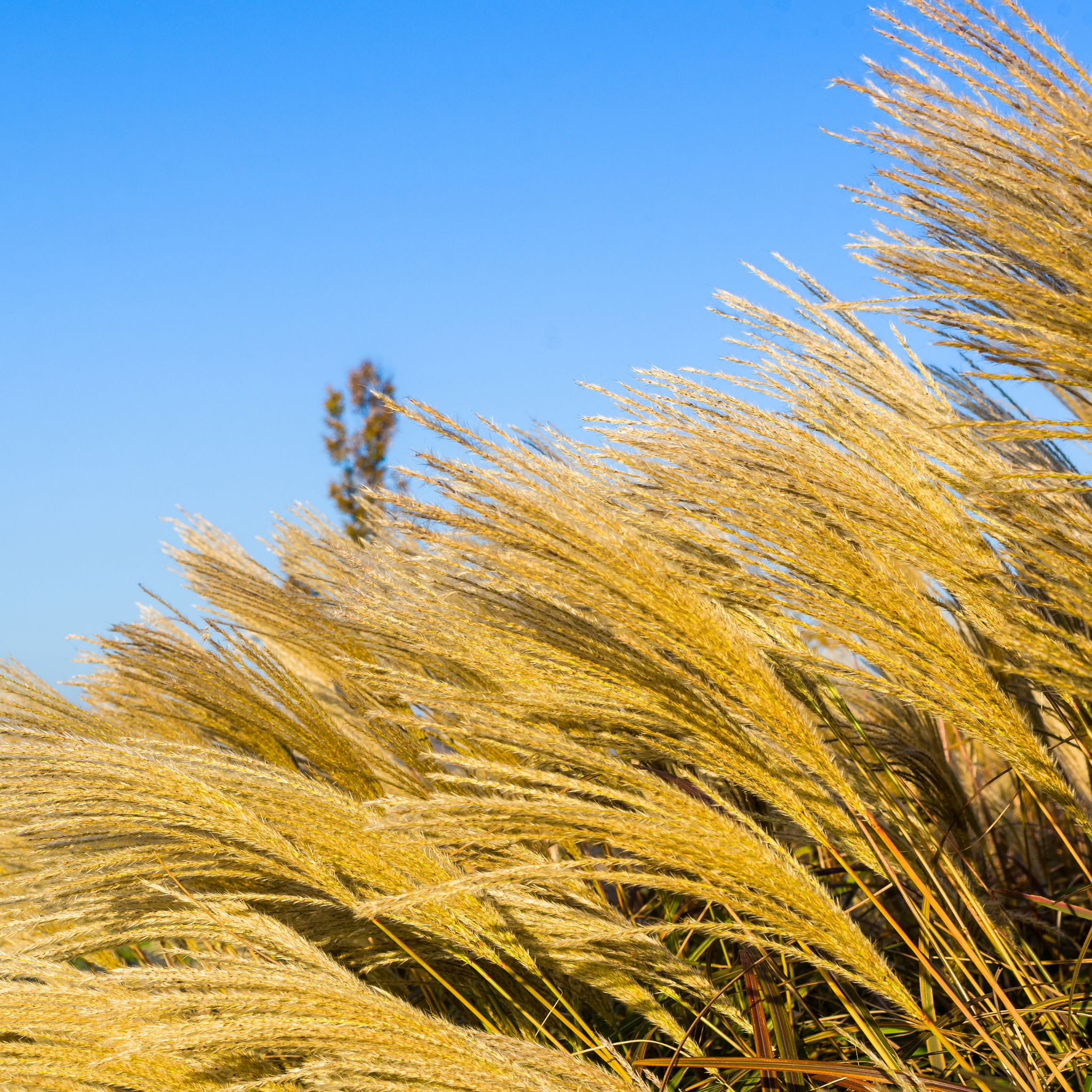 Chinese Silver Grass - Miscanthus sinensis Sarabande