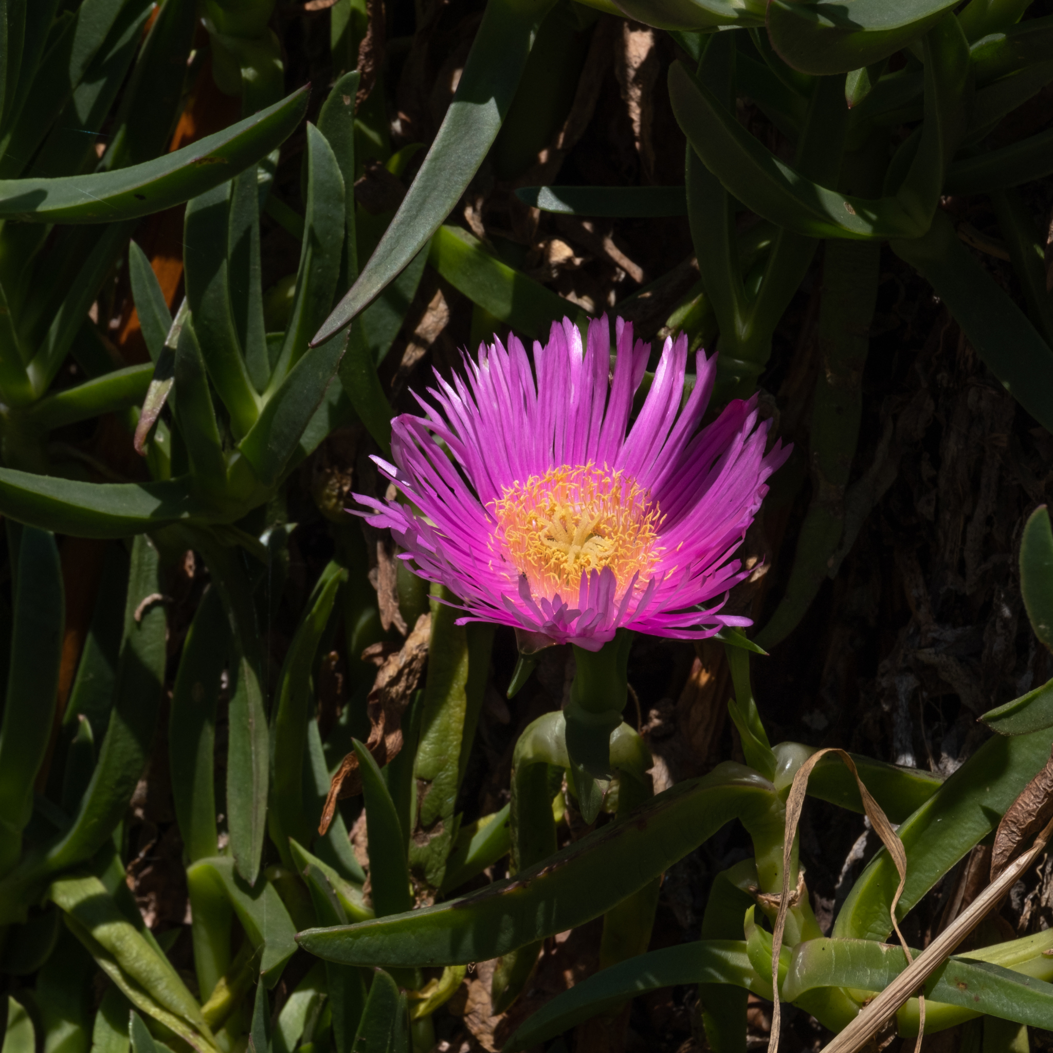 Native Pigface - Carpobrotus rossii