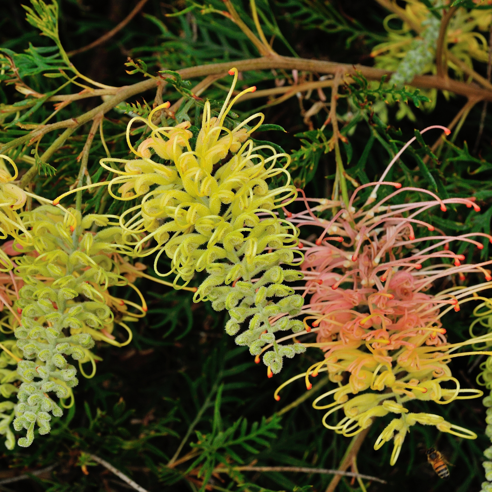 Grevillea hybrida Peaches and Cream