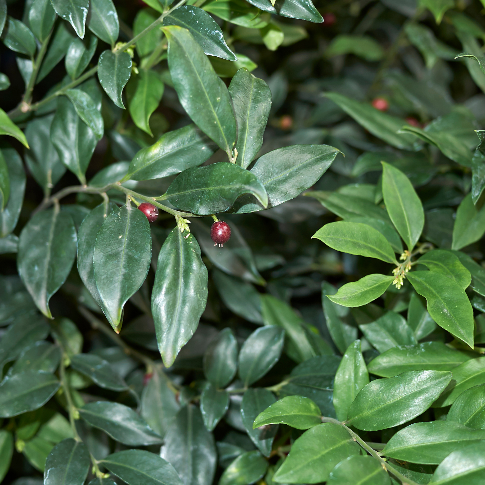 Sweetbox - Sarcococca confusa