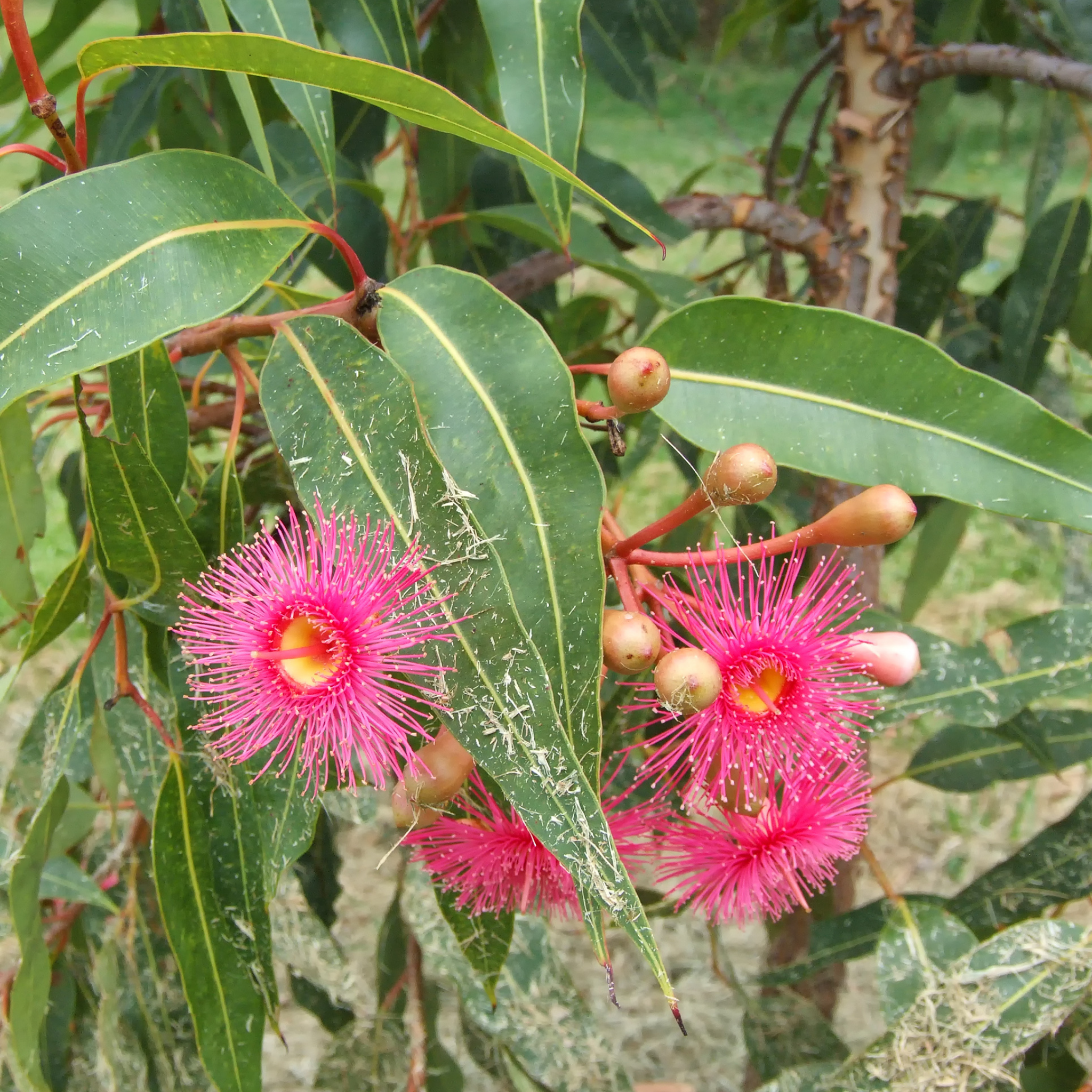 Eucalyptus leucoxylon Rosea Dwarf -  Dwarf Pink Flowering Yellow Gum