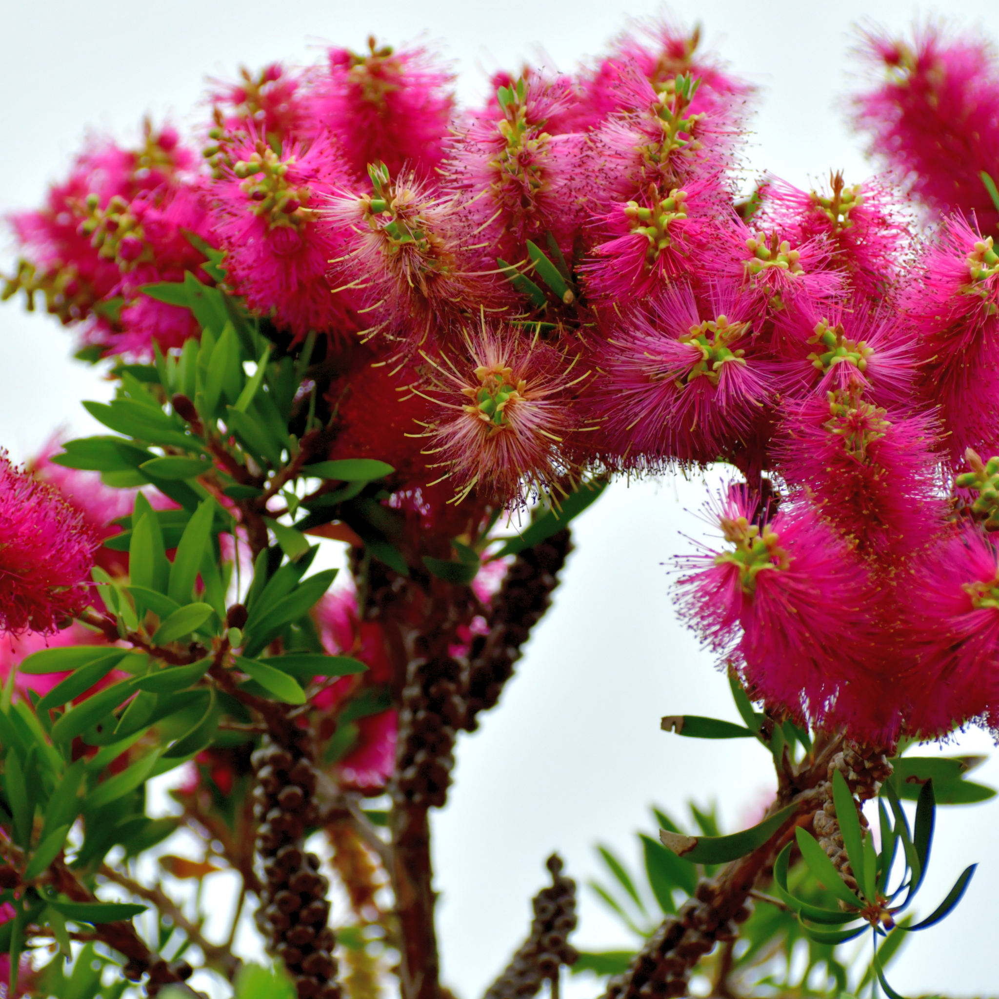 Pink Bottlebrush - Callistemon hybrida 'Candy Pink'