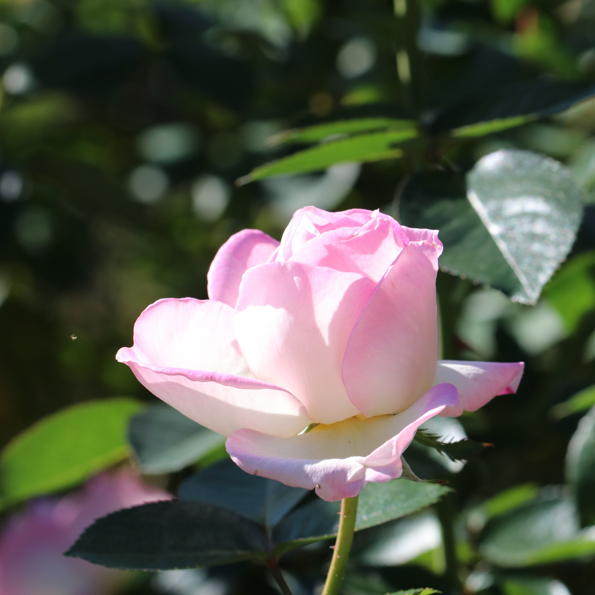 Princesse De Monaco Hybrid Tea Rose - Rosa Princesse De Monaco