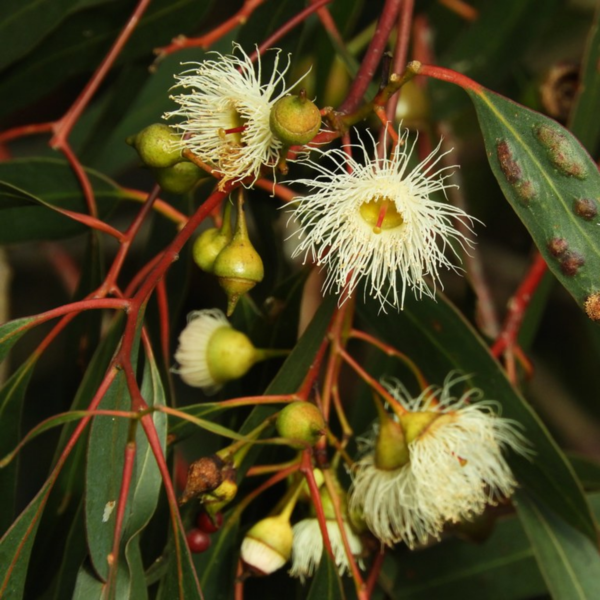 Yellow Gum - Eucalyptus leucoxylon