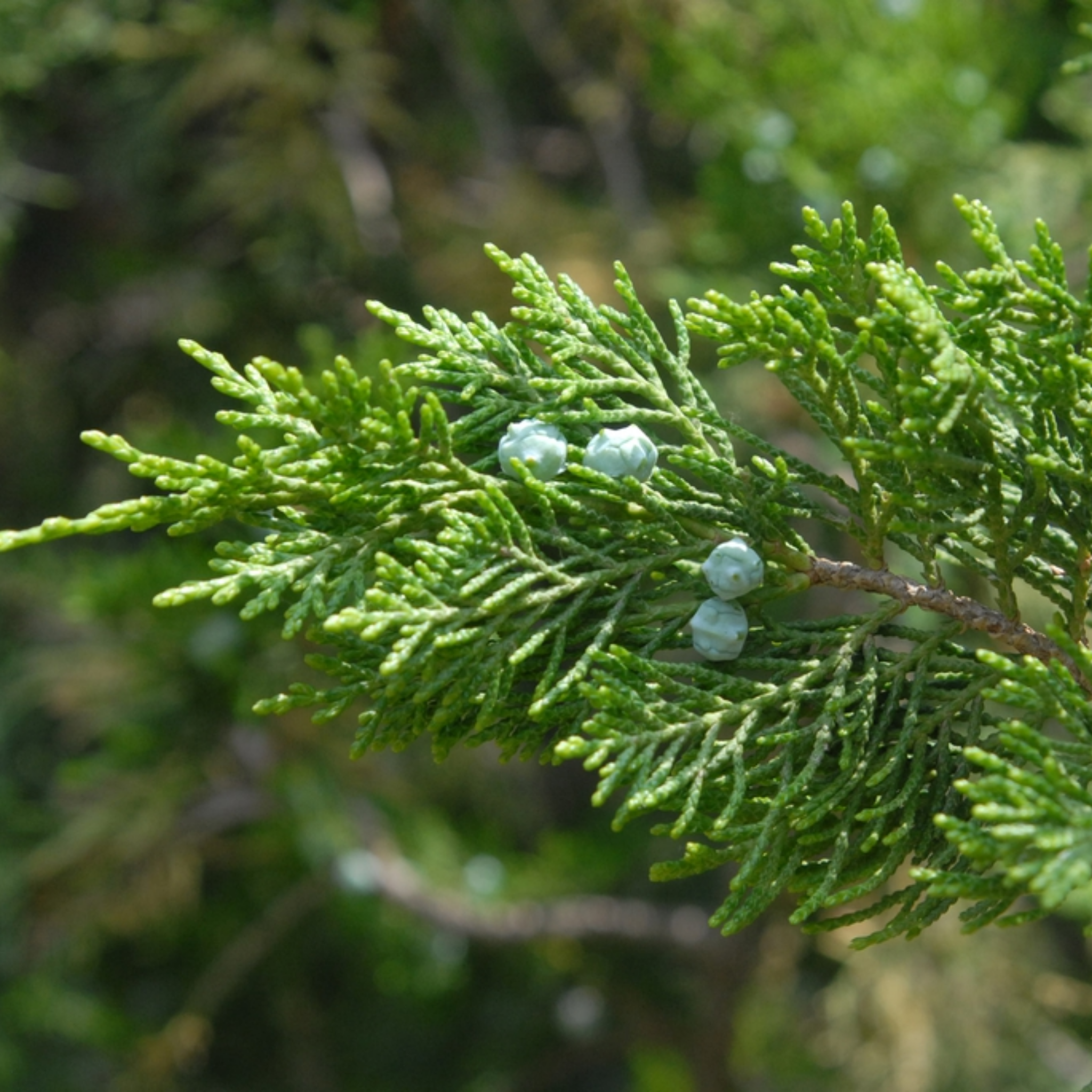 Juniperus chinensis ‘Spartan’ - Chinese Juniper Conifer