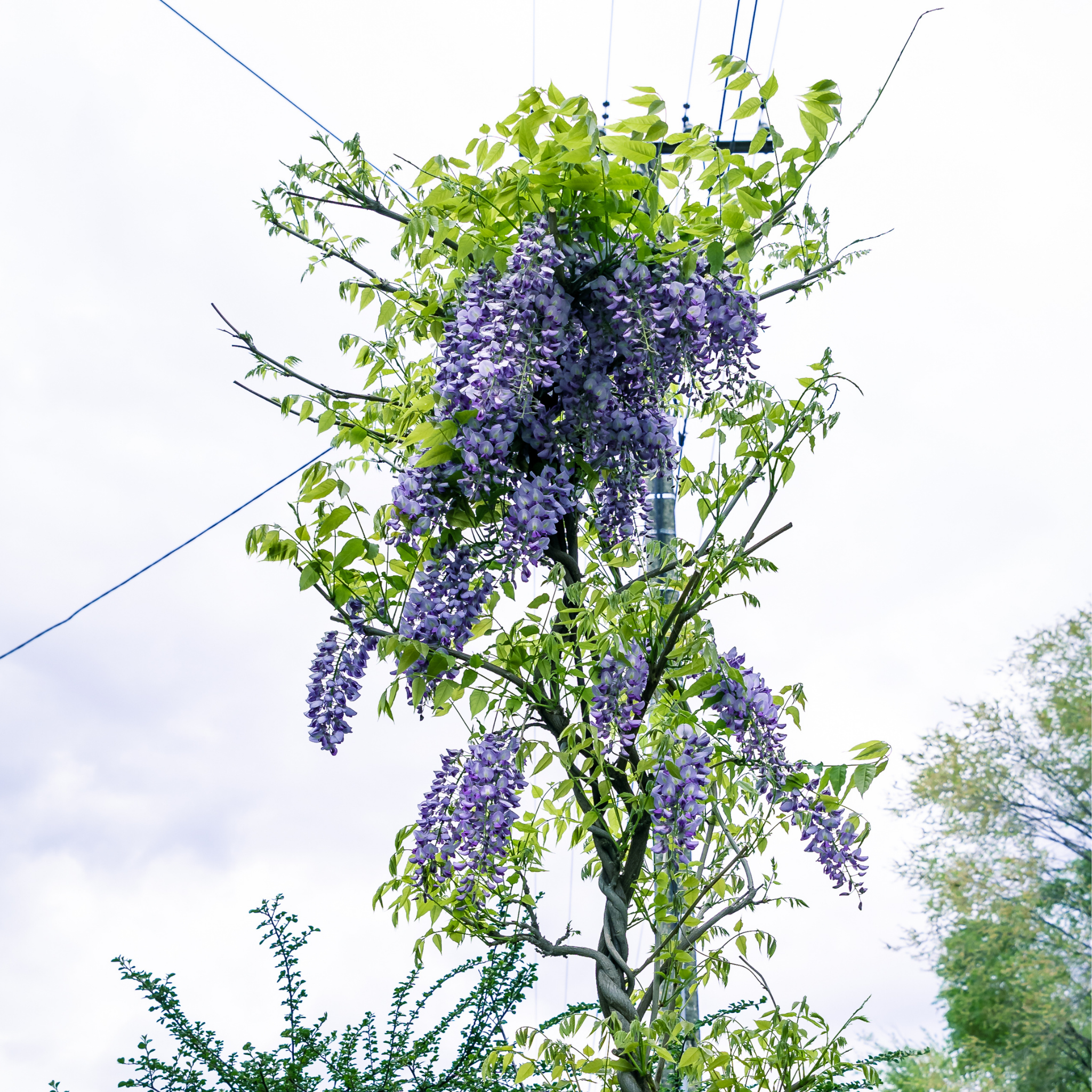 Blue Chinese Wisteria - Wisteria sinensis