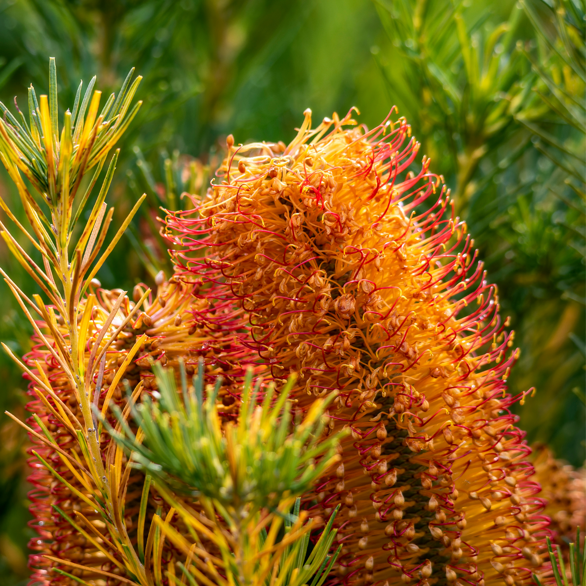 Close-up of a banksia flower with green leaves in the background