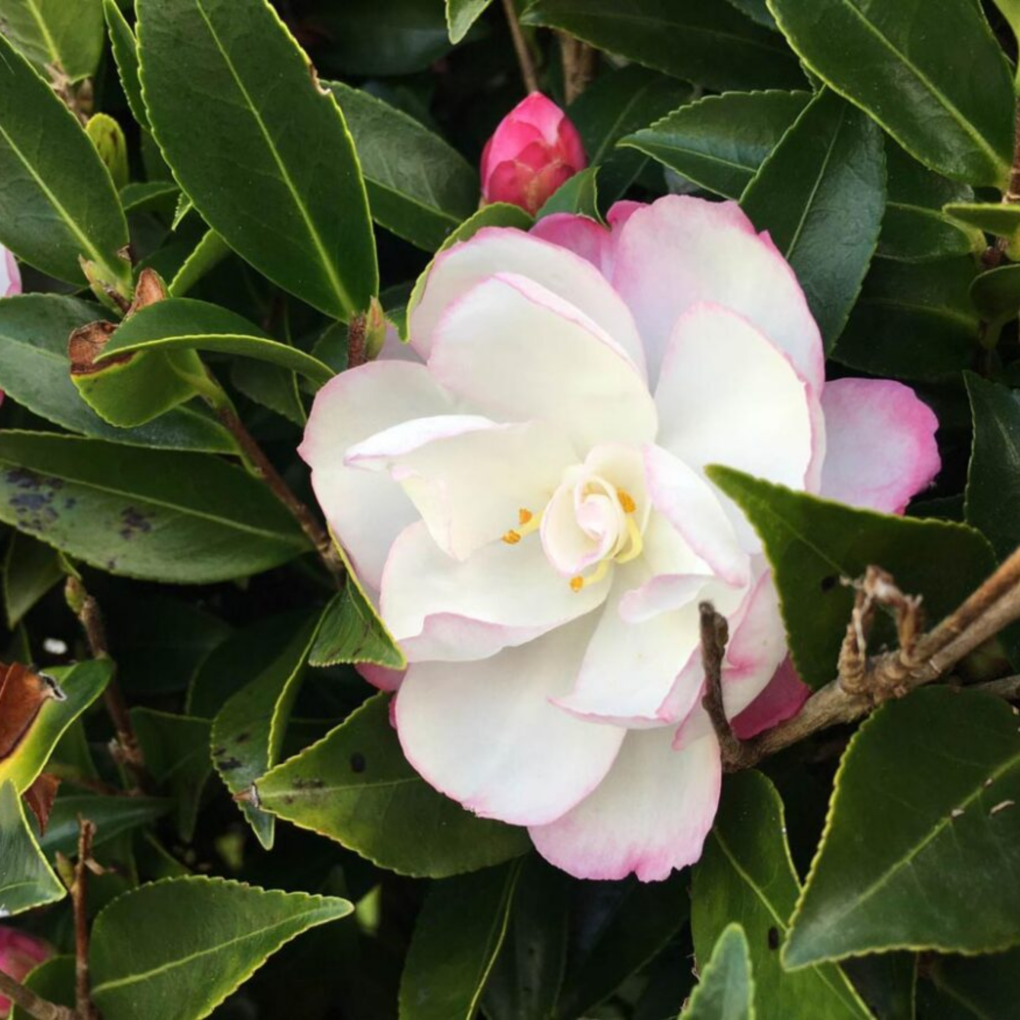 Camellia Paradise Blush - Camellia sasanqua 'Paradise Blush'