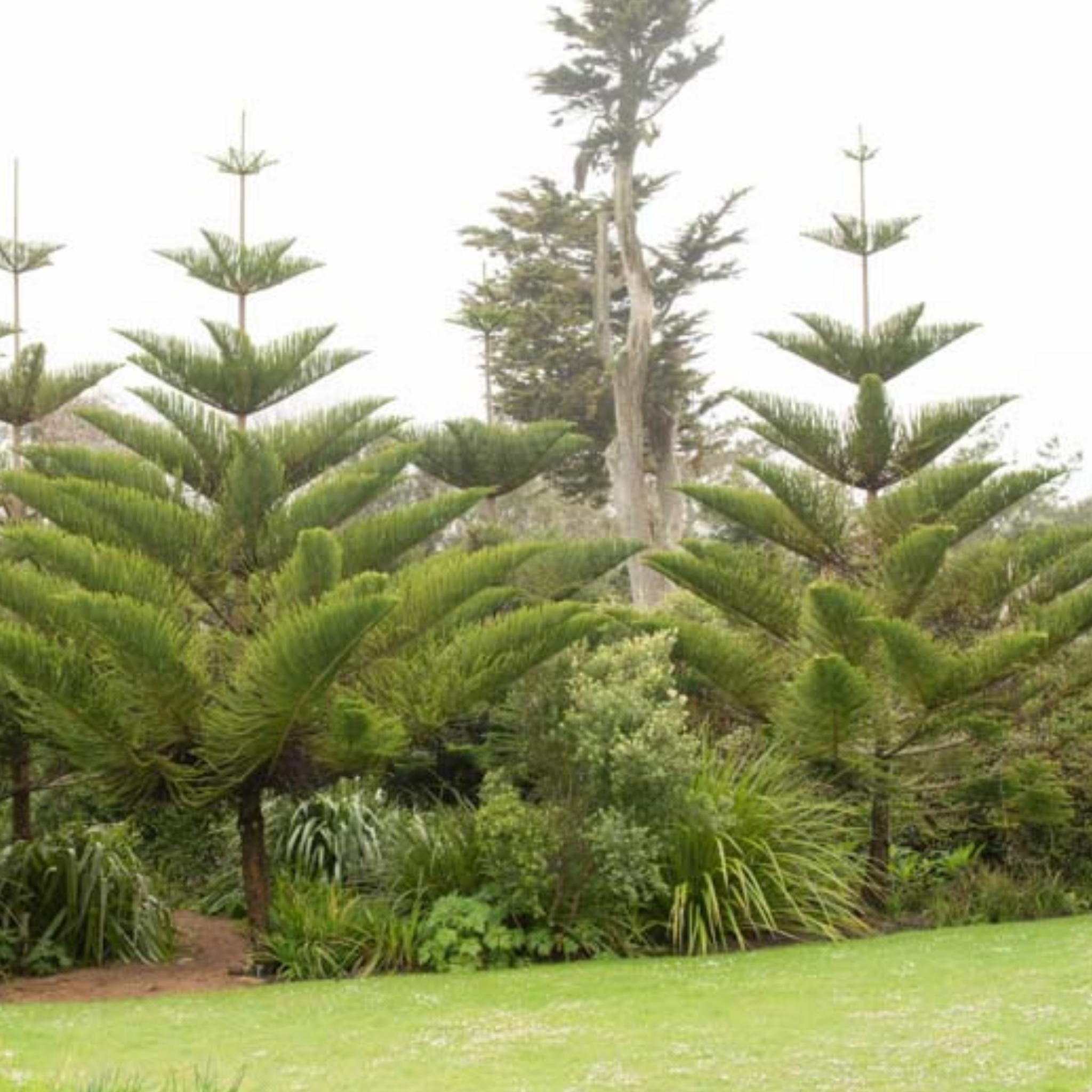 Hawaiian Norfolk Island Pine - Araucaria heterophylla