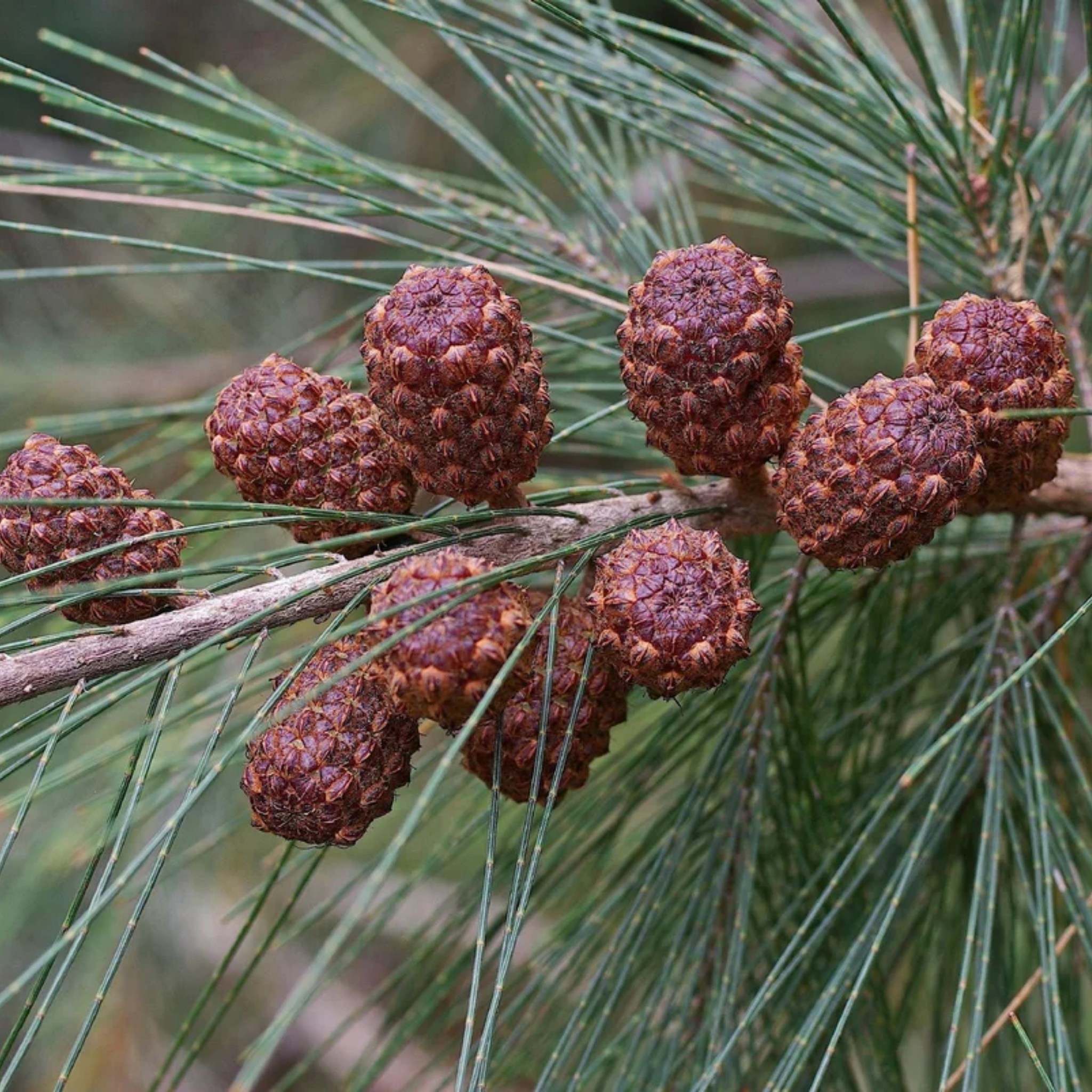 Brown pine cones on a branch with green leaves