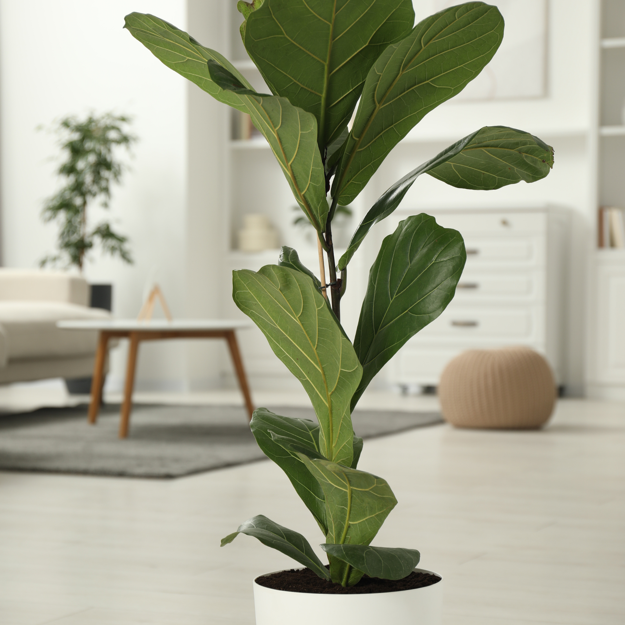 Fiddle Leaf Fig - Ficus lyrata