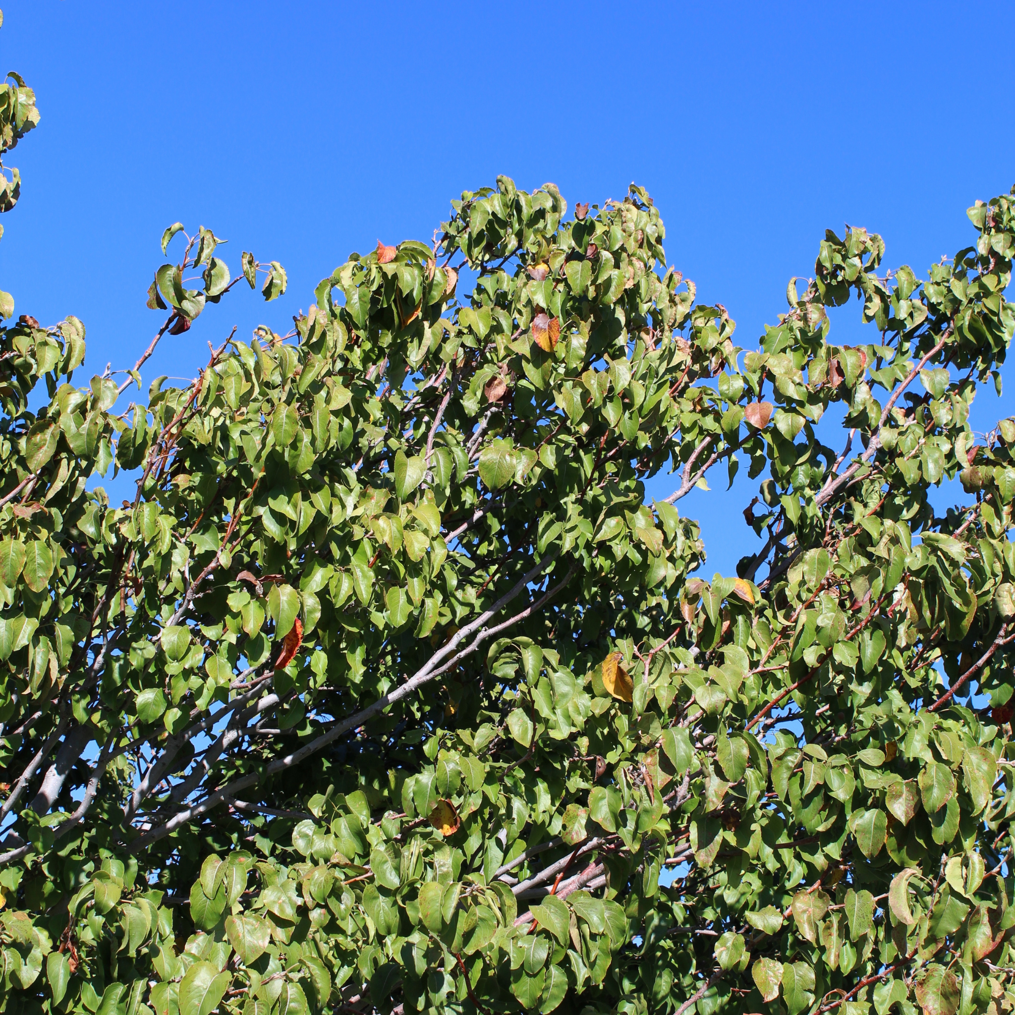 Ornamental Callery Pear Capital - Pyrus calleryana Capital