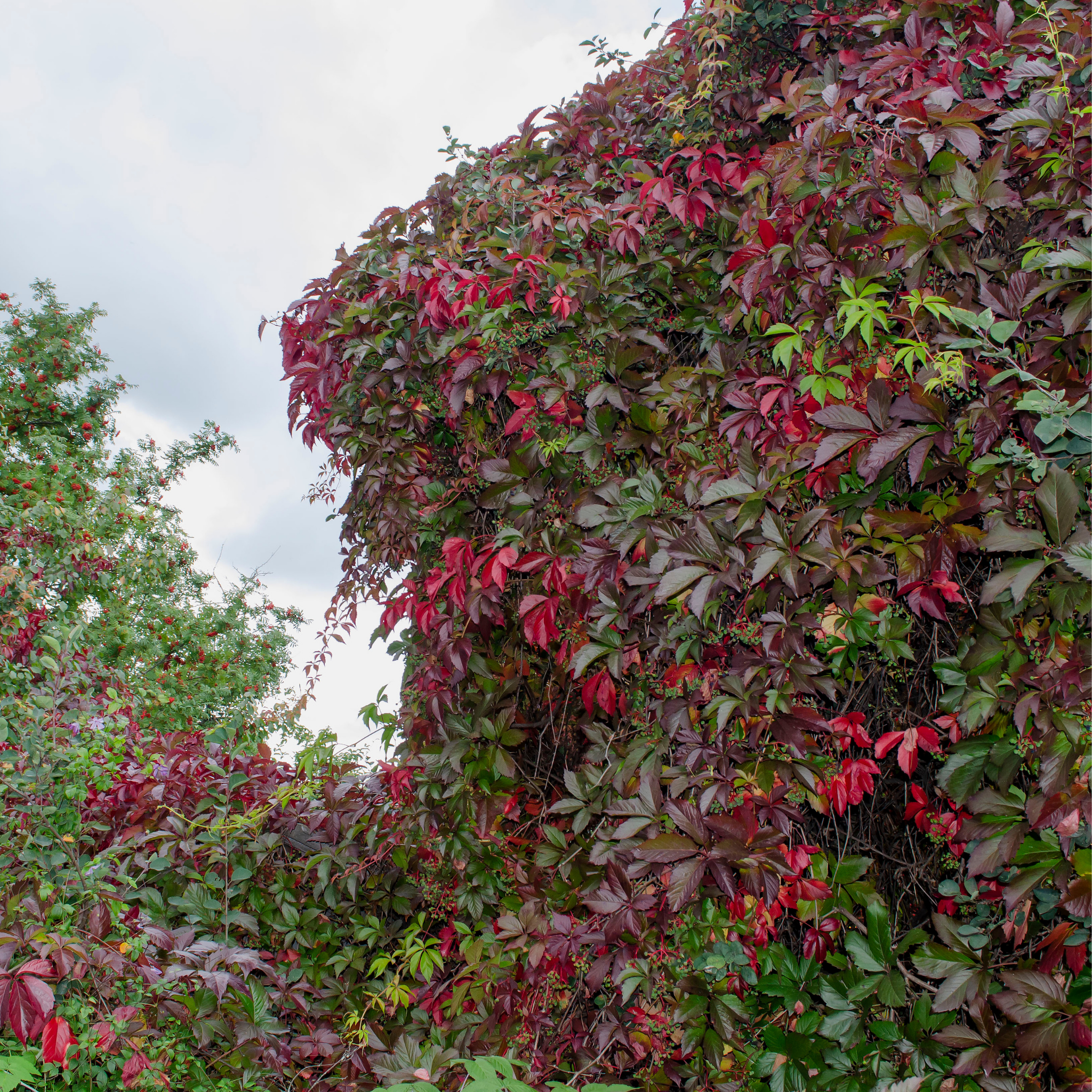 Virginia Creeper - Parthenocissus quinquefolia