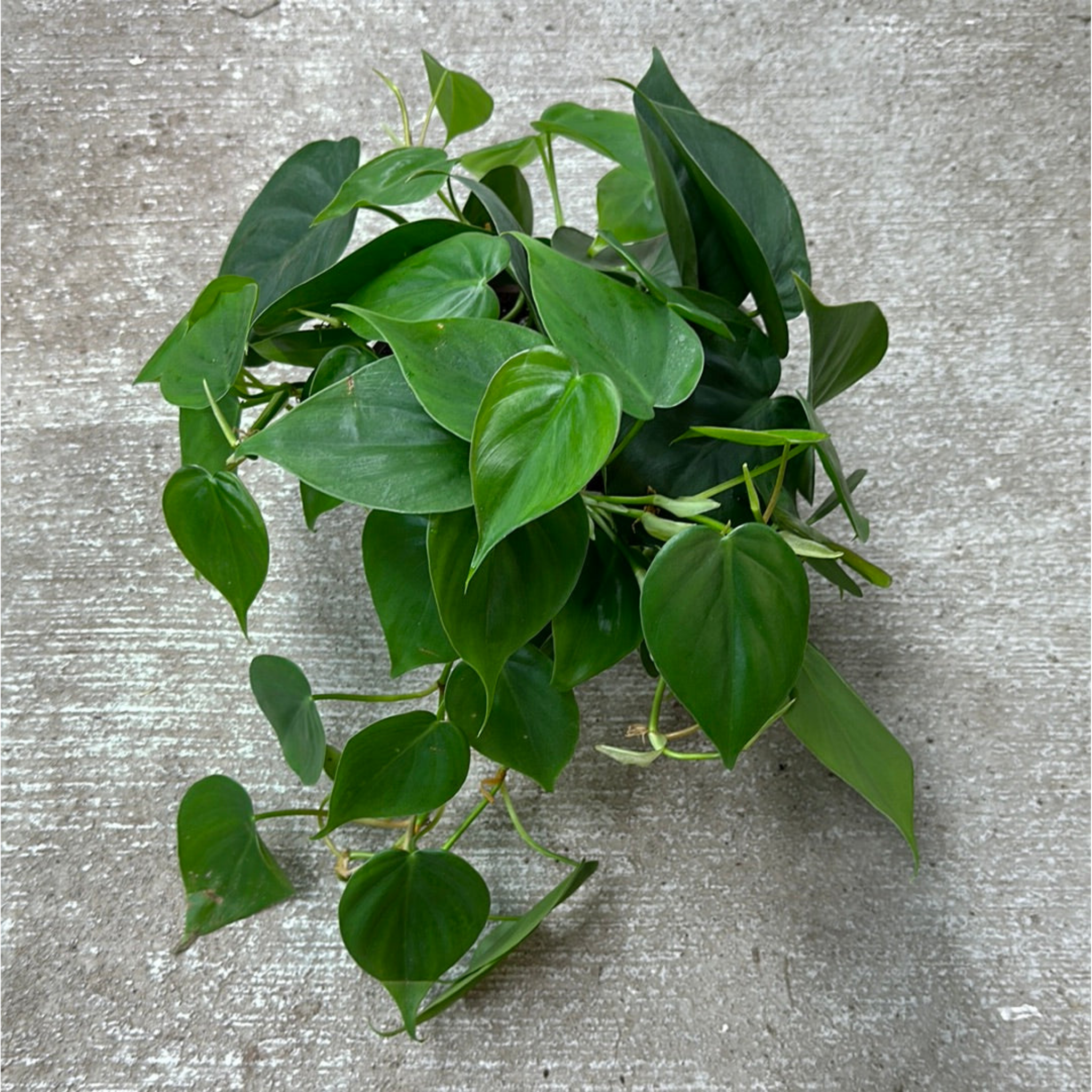 Heart Leaf Philodendron - Philodendron cordatum