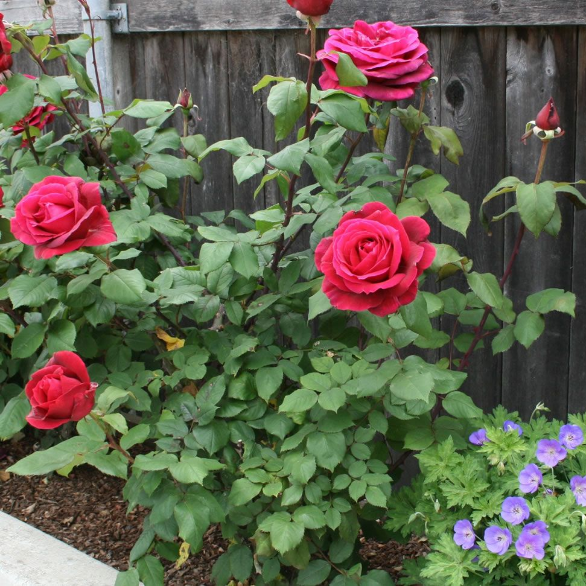 Hybrid Tea Rose - Rosa Mister Lincoln