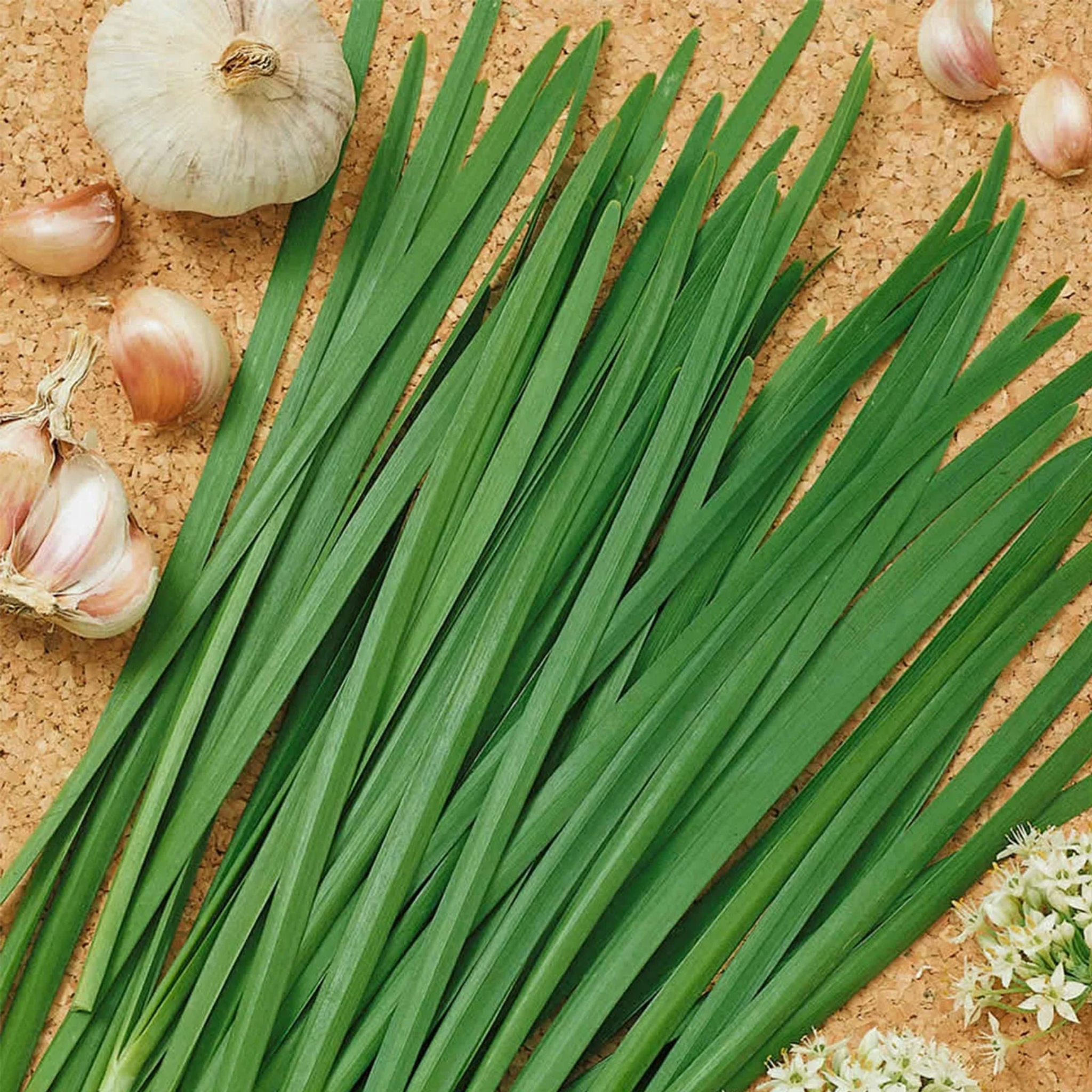 Garlic Chives - Allium tuberosum