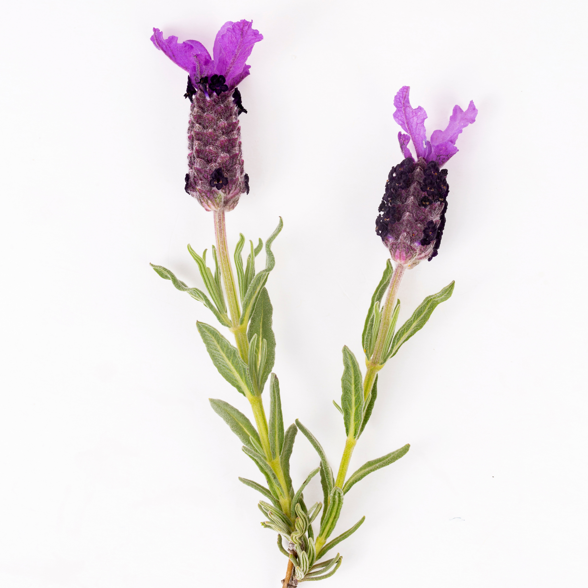 Italian Lavender Javelin Forte Deep Purple - Lavandula stoechas Javelin Forte Deep Purple