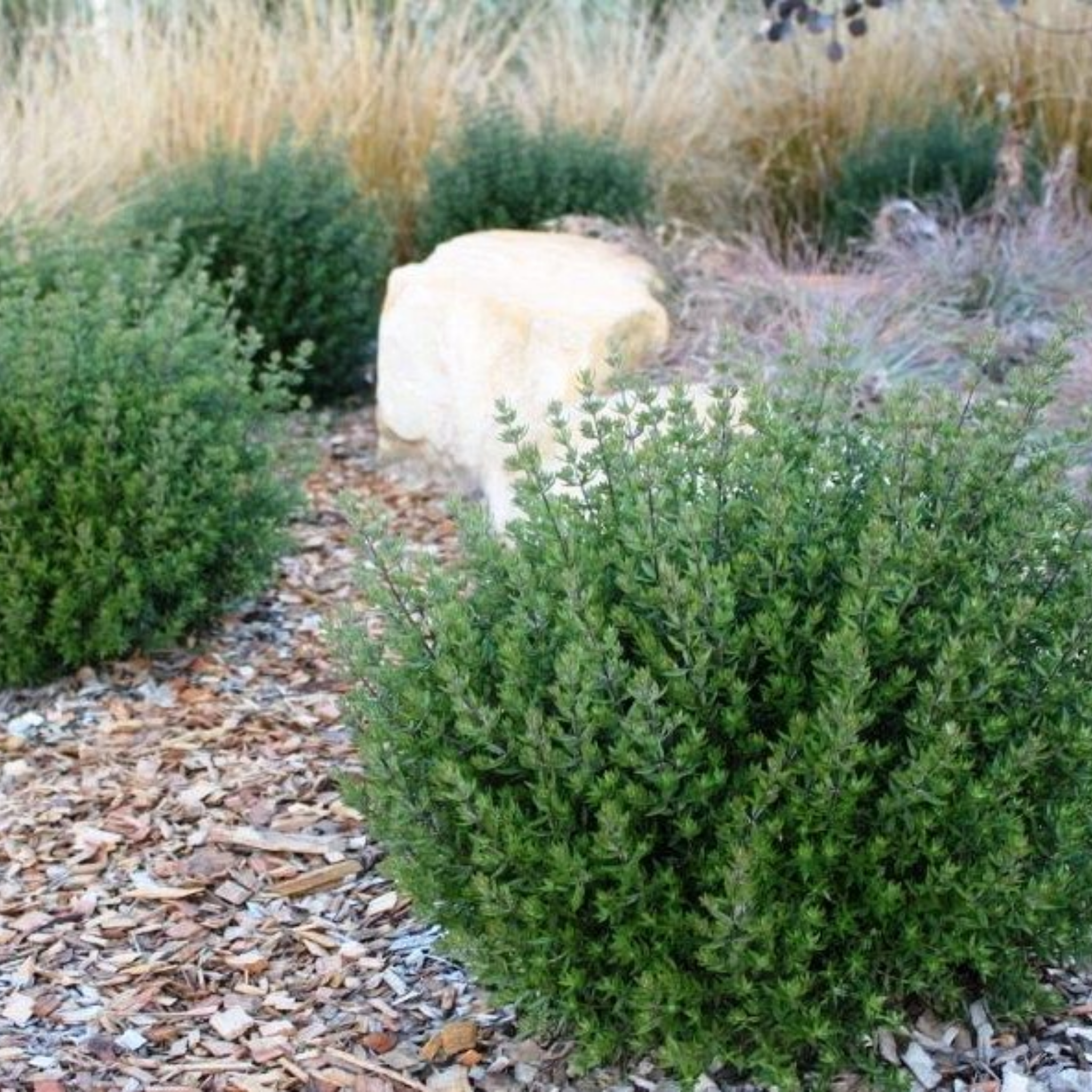 Aussie Box Native Rosemary - Westringia hybrida Aussie Box